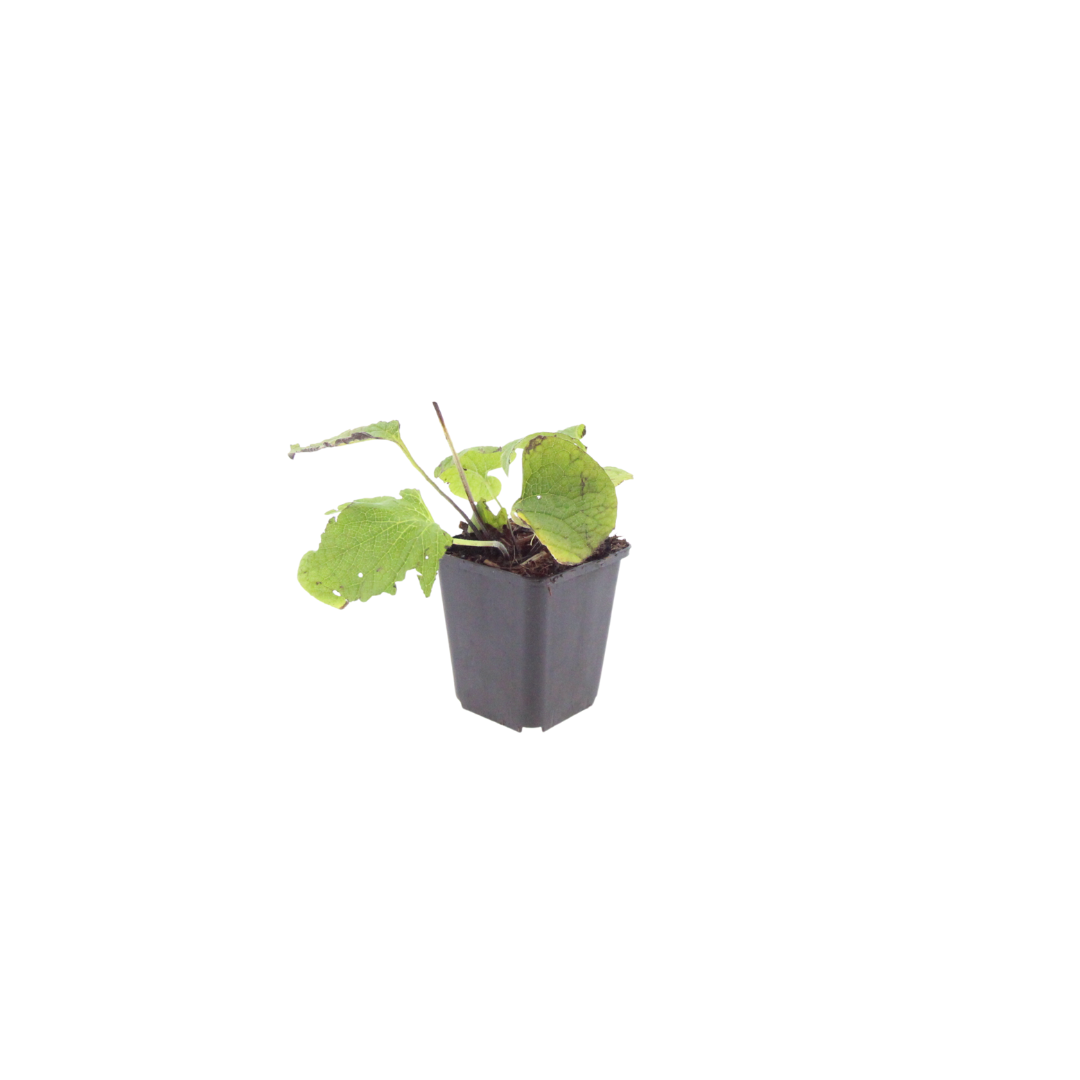 48x Kaukasisches Vergissmeinnicht - Brunnera macrophylla | 10-25 cm | Ø9 cm