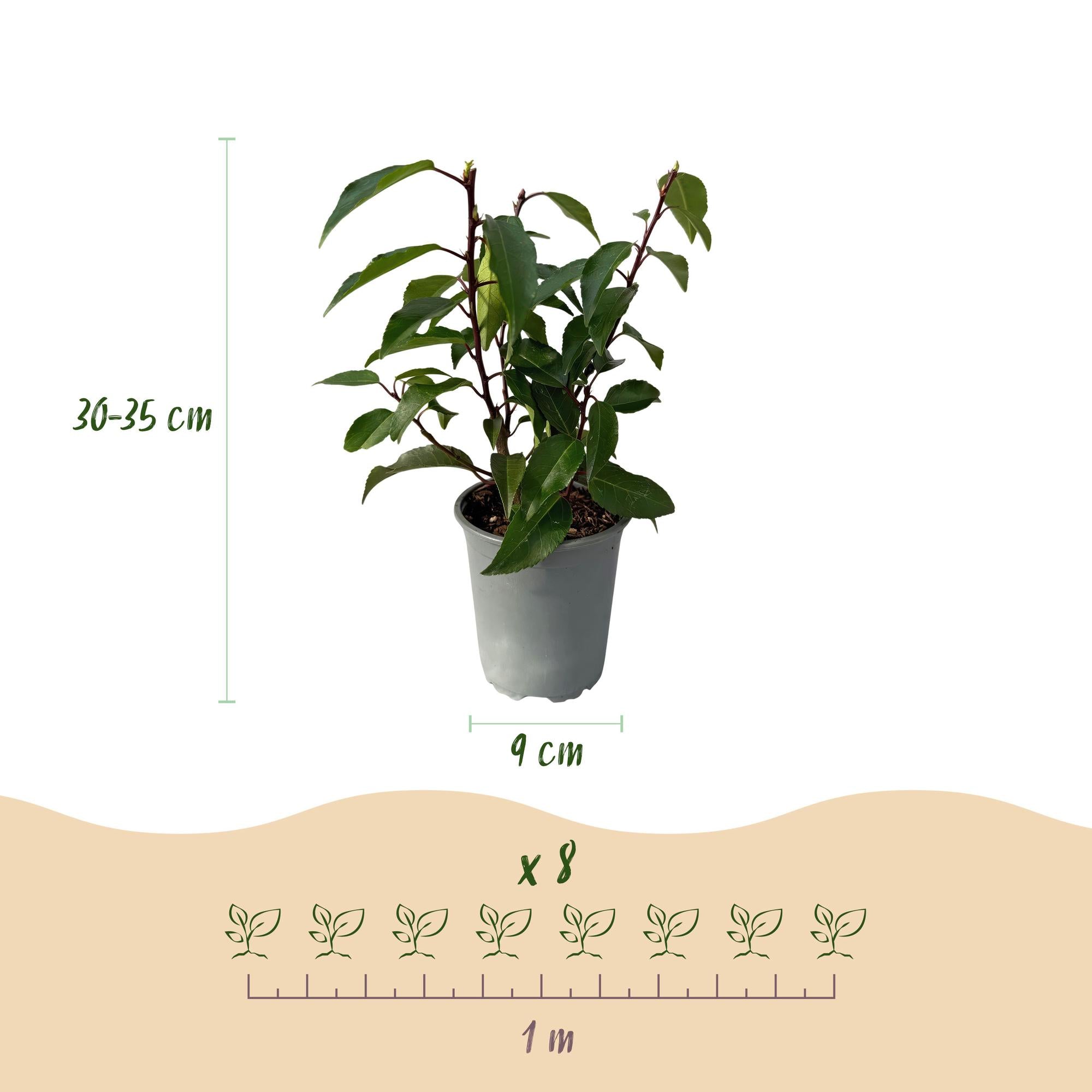 8x Portugiesischer Kirschlorbeer - Prunus lusitanica Angustifolia | 8 Pflanzen - 1 laufender Meter |- Topf 9cm - Höhe 30-35cm