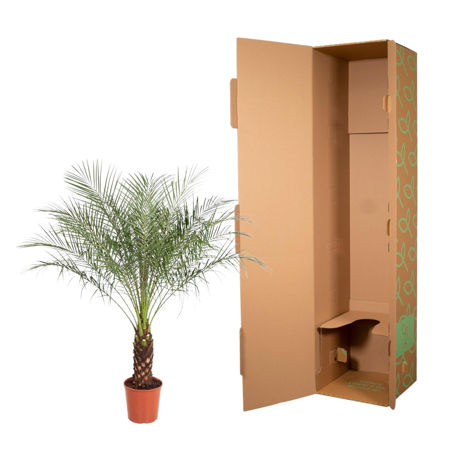 Phoenix Roebelenii - Zwergdattelpalme | 190 cm | Ø40 cm