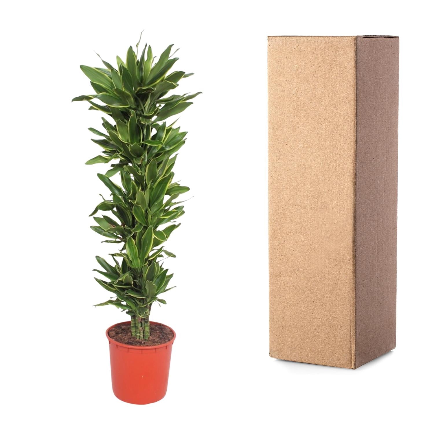 Drachenbaum – Dracaena Golden Coast | 200cm | Ø34cm