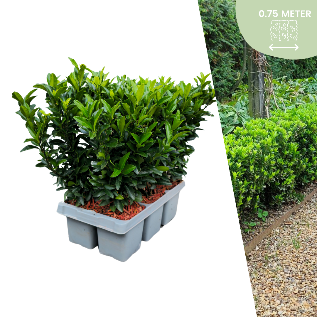 6x Spindelstrauch 'Green Spire' – Euonymus japonicus | Für 75 cm Hecke | 15 cm hoch | Ø7 cm Topf