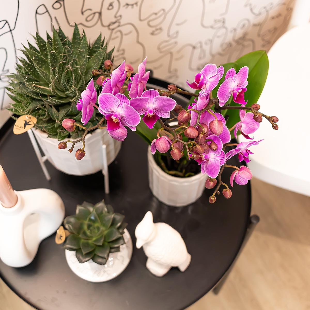 Lila/rosa Phalaenopsis Orchidee - Mineral Vienna - Topfgröße Ø9cm | blühende Zimmerpflanze - frisch vom Züchter