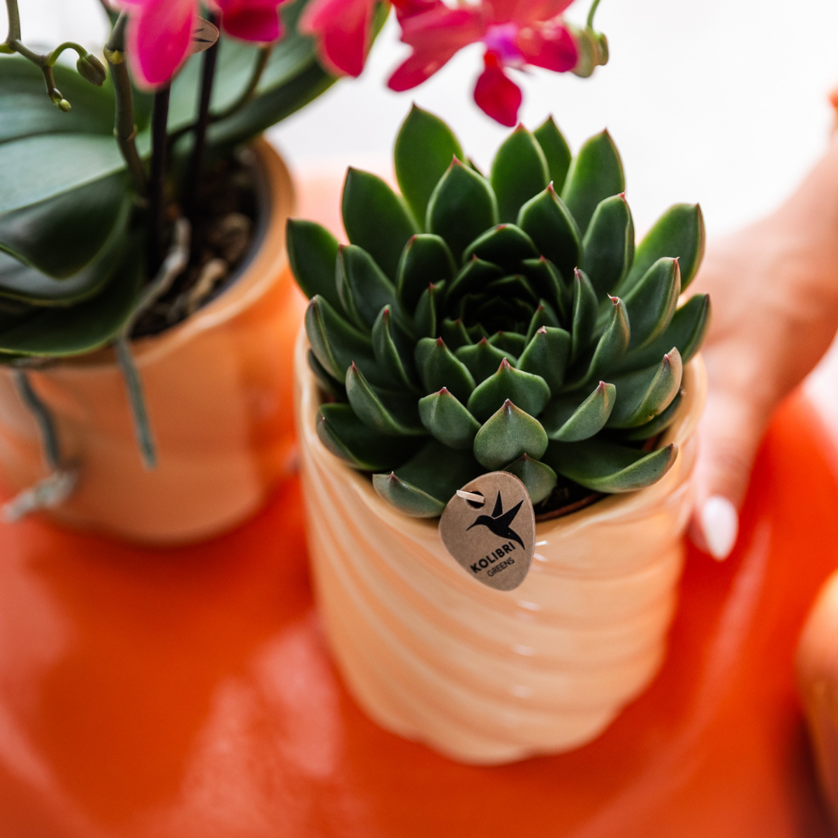 Echeveria Miranda – Sukkulente Zimmerpflanze | Ø9 cm