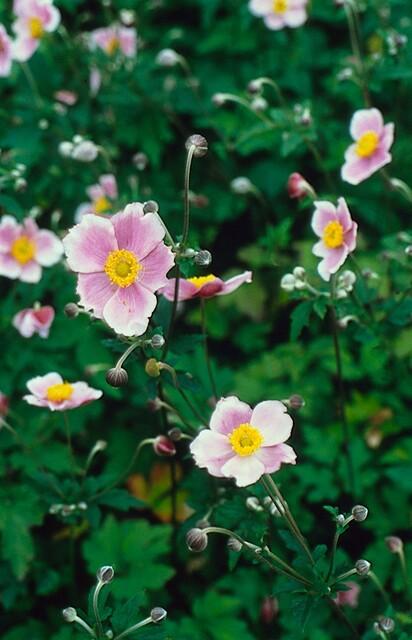 48x Japanische Herbstanemone - Anemone tom. 'Robustissima' | ↕10-25cm | Ø9cm