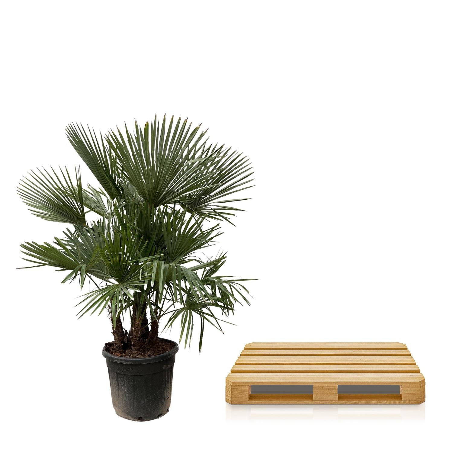 Trachycarpus Multistamm - Chinesische Hanfpalme | 230 cm | Ø50 cm