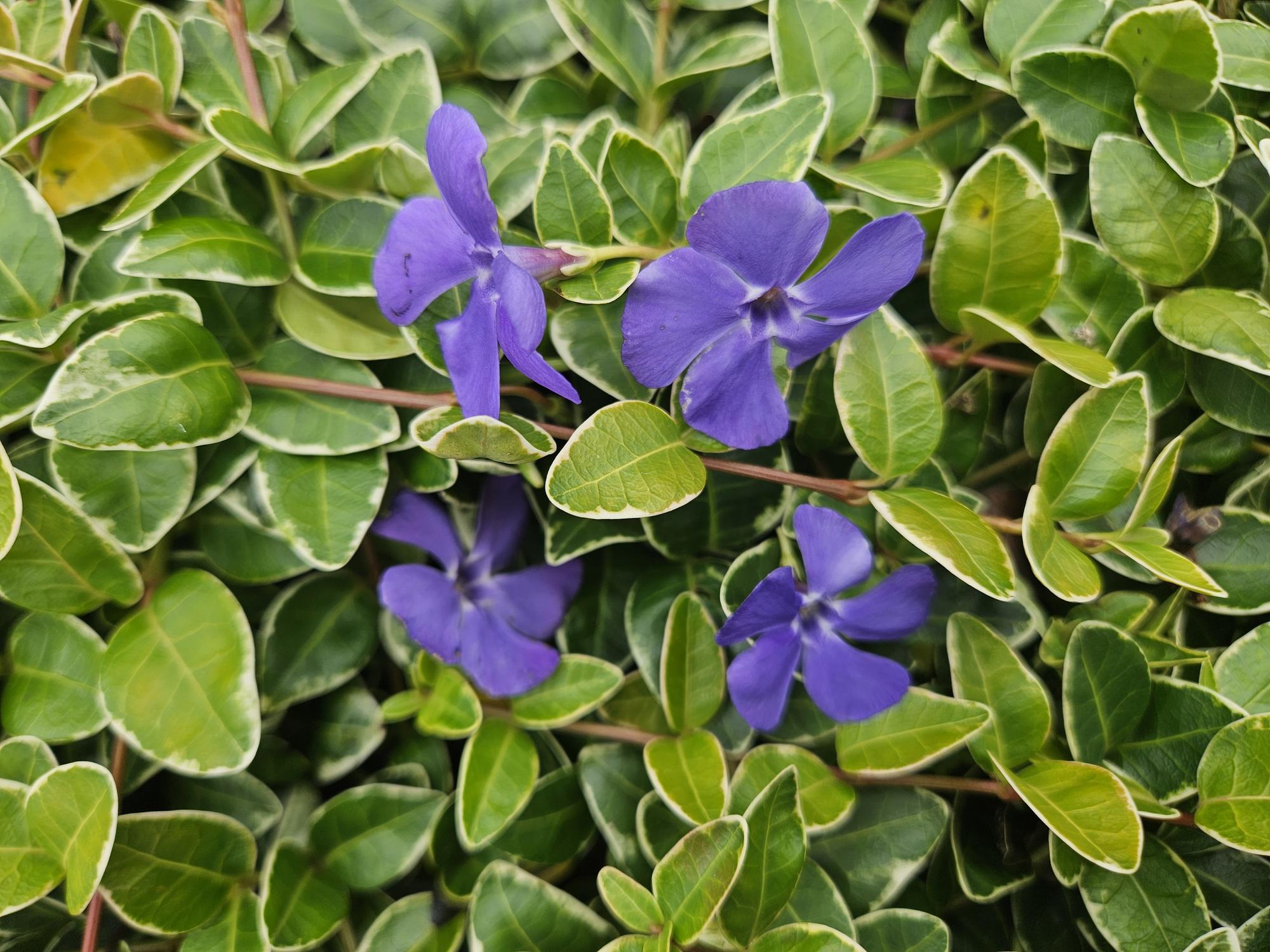 24x Kleinblütiges Immergrün - Vinca minor 'Ralph Shugert' | 10-25 cm | Ø9 cm