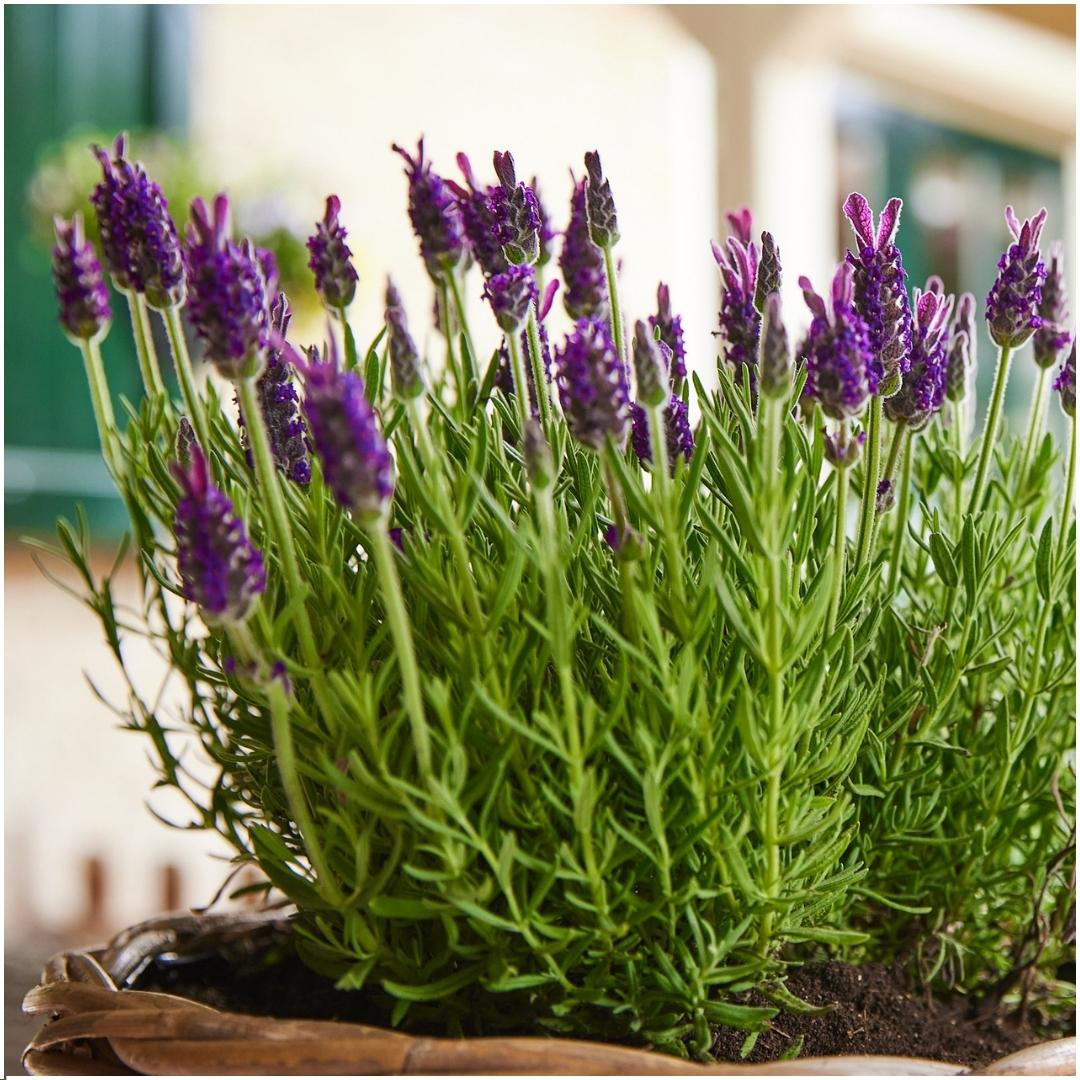 6x Lavendel - Lavandula stoechas Anouk® | 12 cm