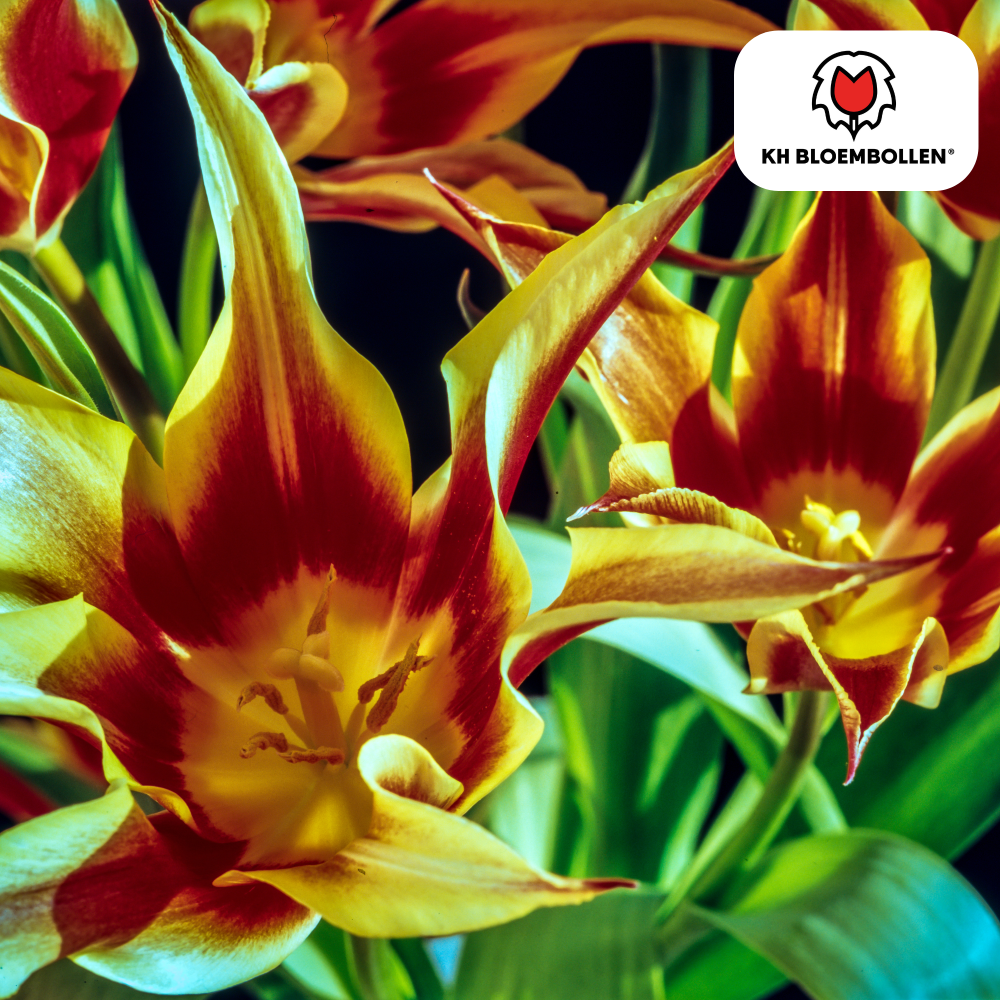 Tulpenzwiebeln Fire Wings – 20 Stück |Größe 11/12