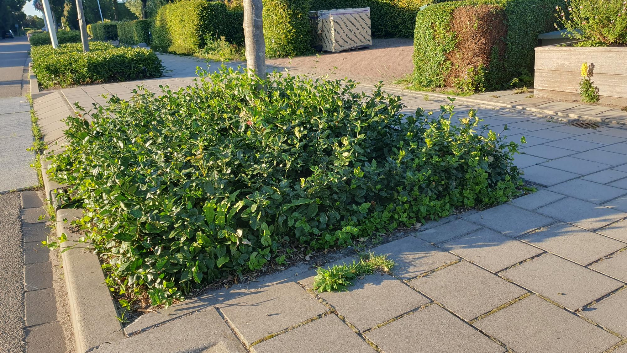 48x Purpurspindelstrauch - Euonymus fort. 'Coloratus' | 10-25cm | Ø9cm