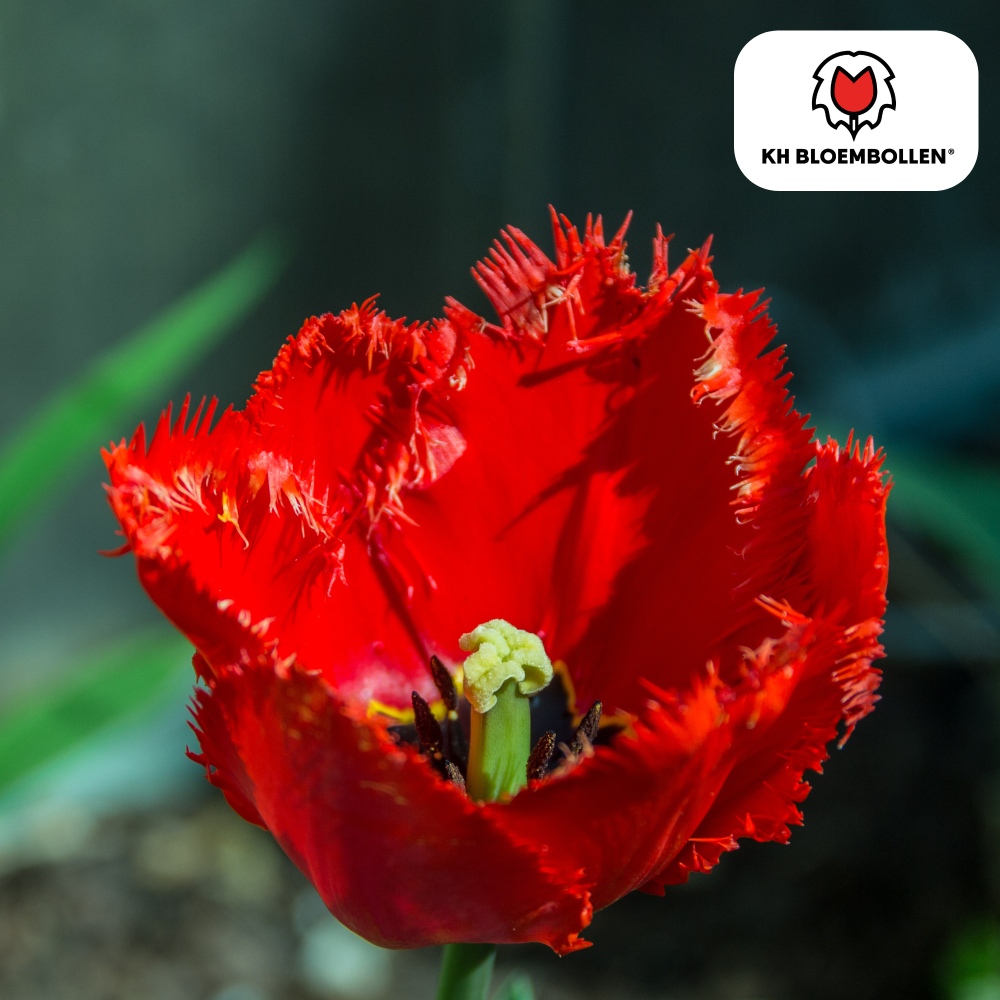 Tulpe Masterpeace – Tulipa Masterpeace | ca. 45–55 cm | 20 Zwiebeln Größe 11/12