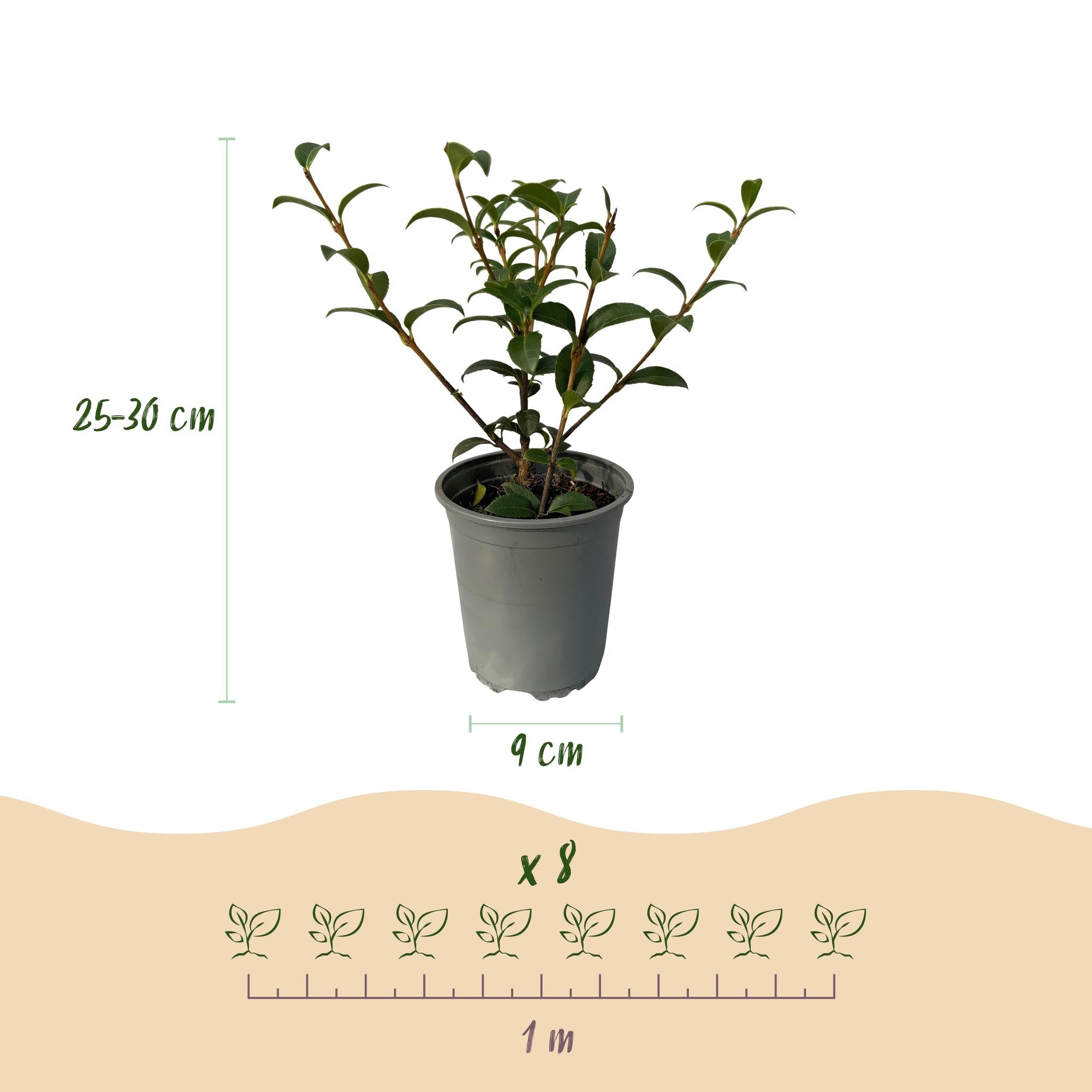 8 x Frühlingsduftblüte - Osmathus burkwoodii | 8 Pflanzen - 1 laufender Meter | Topf 9cm - Höhe 25-30cm