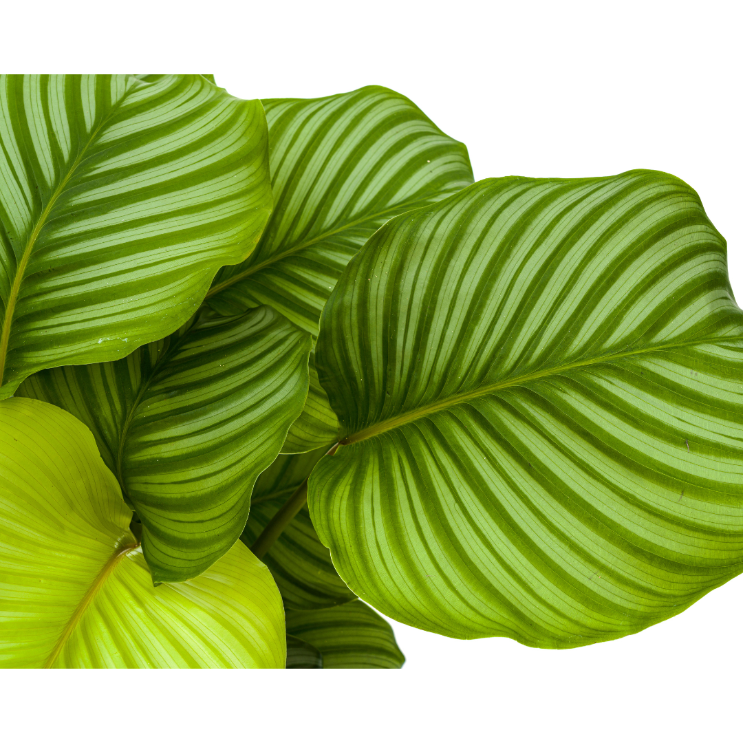 Korbmarante - Calathea Orbifolia | 70 - 90cm | Ø27cm