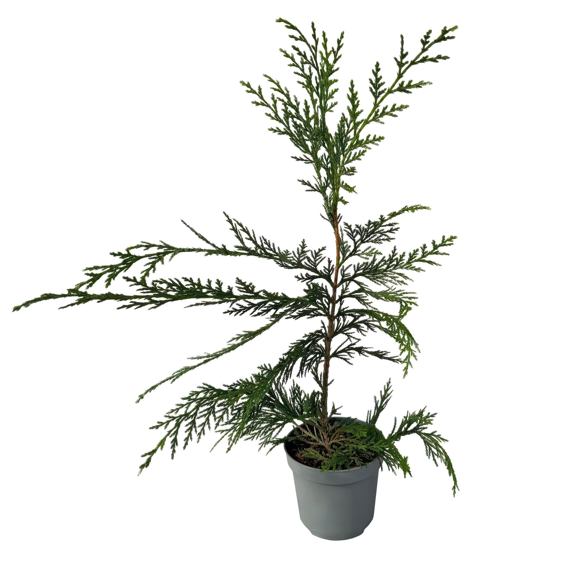 8x Leyland-Zypresse - Cupressocyparis leylandii | 8 Pflanzen - 1 laufender Meter | Topf 9cm - Höhe 35-40cm