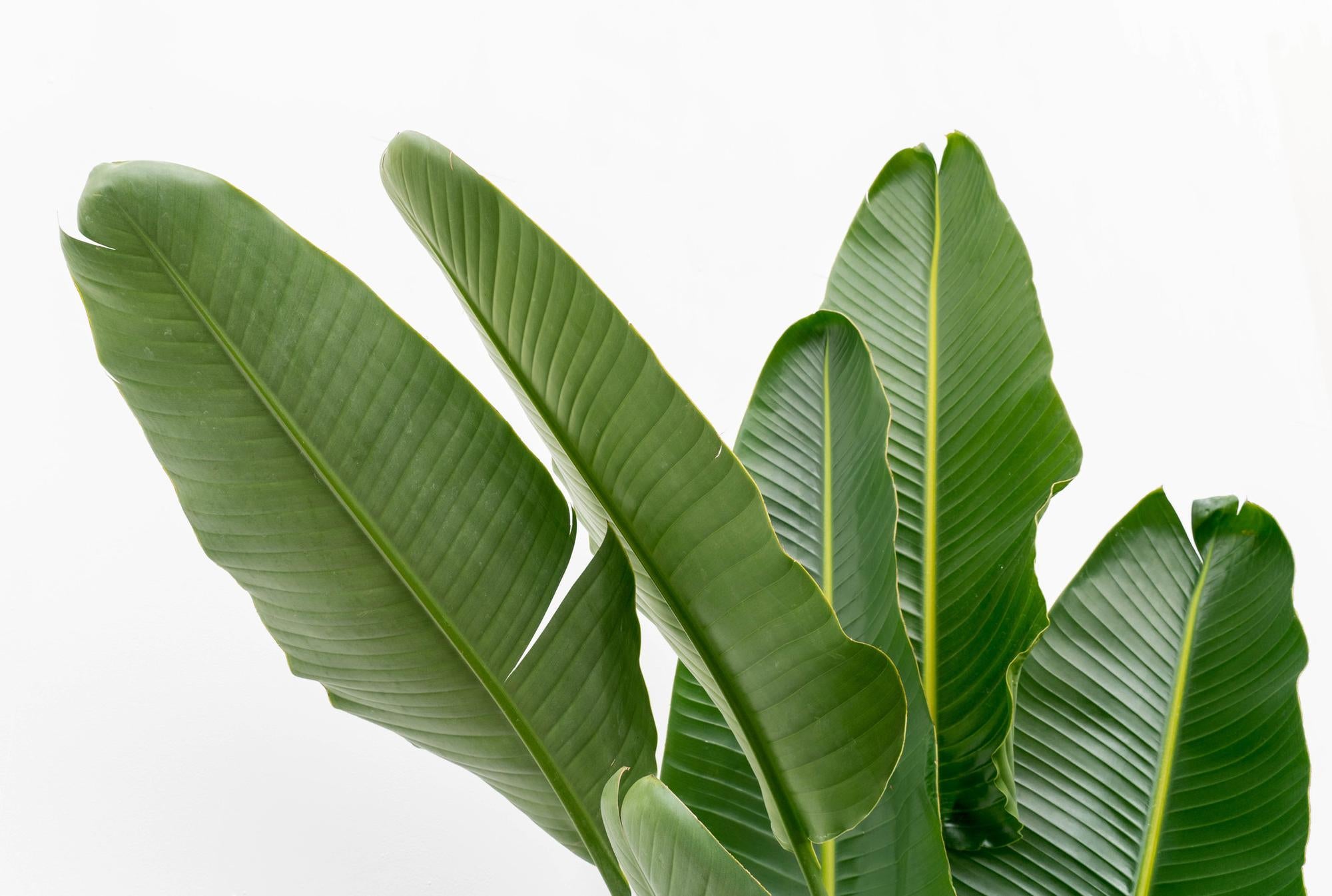 Strelitzia Augusta Multistamm - Weiße Paradiesvogelblume XXL | 225 cm | Ø40 cm