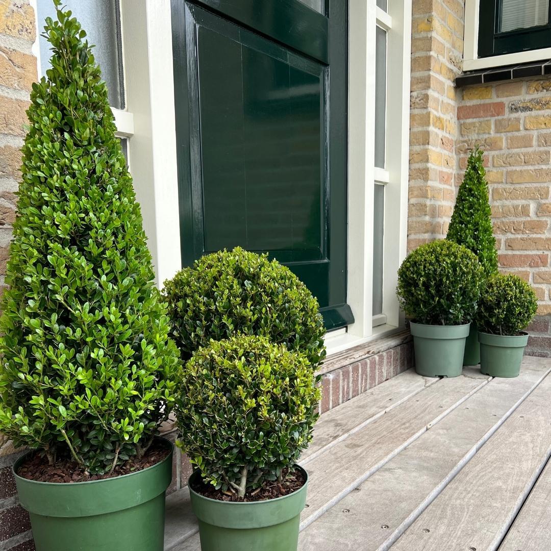 Ilex pyramide - Stechpalme Pyramide | 55 cm | Ø21 cm