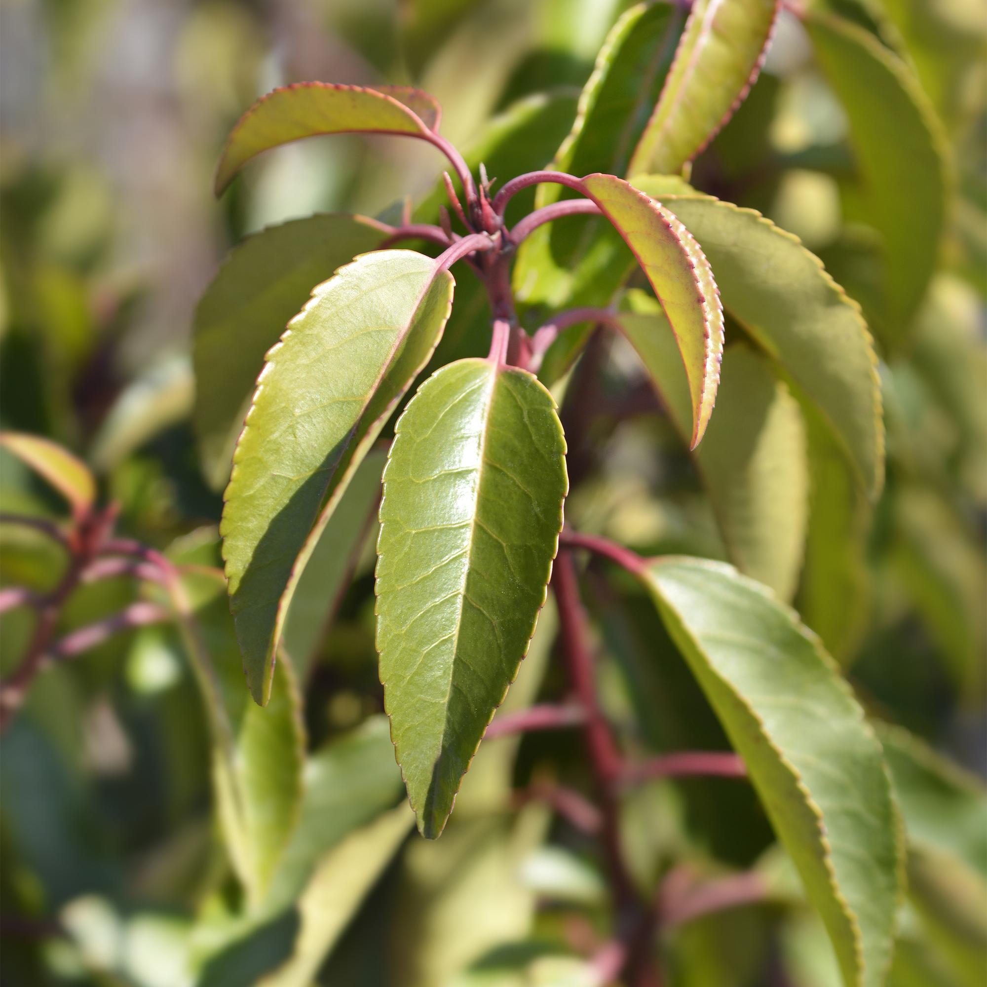 8x Portugiesischer Kirschlorbeer - Prunus lusitanica Angustifolia | 8 Pflanzen - 1 laufender Meter |- Topf 9cm - Höhe 30-35cm
