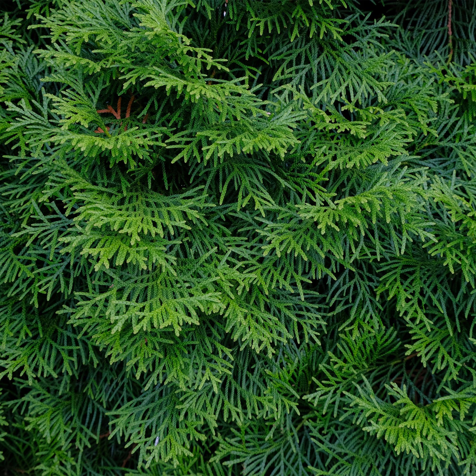 8x Thuja occidentalis Smaragd | 8 Pflanzen - 1 laufender Meter | Topf 9cm - Höhe 30-35cm