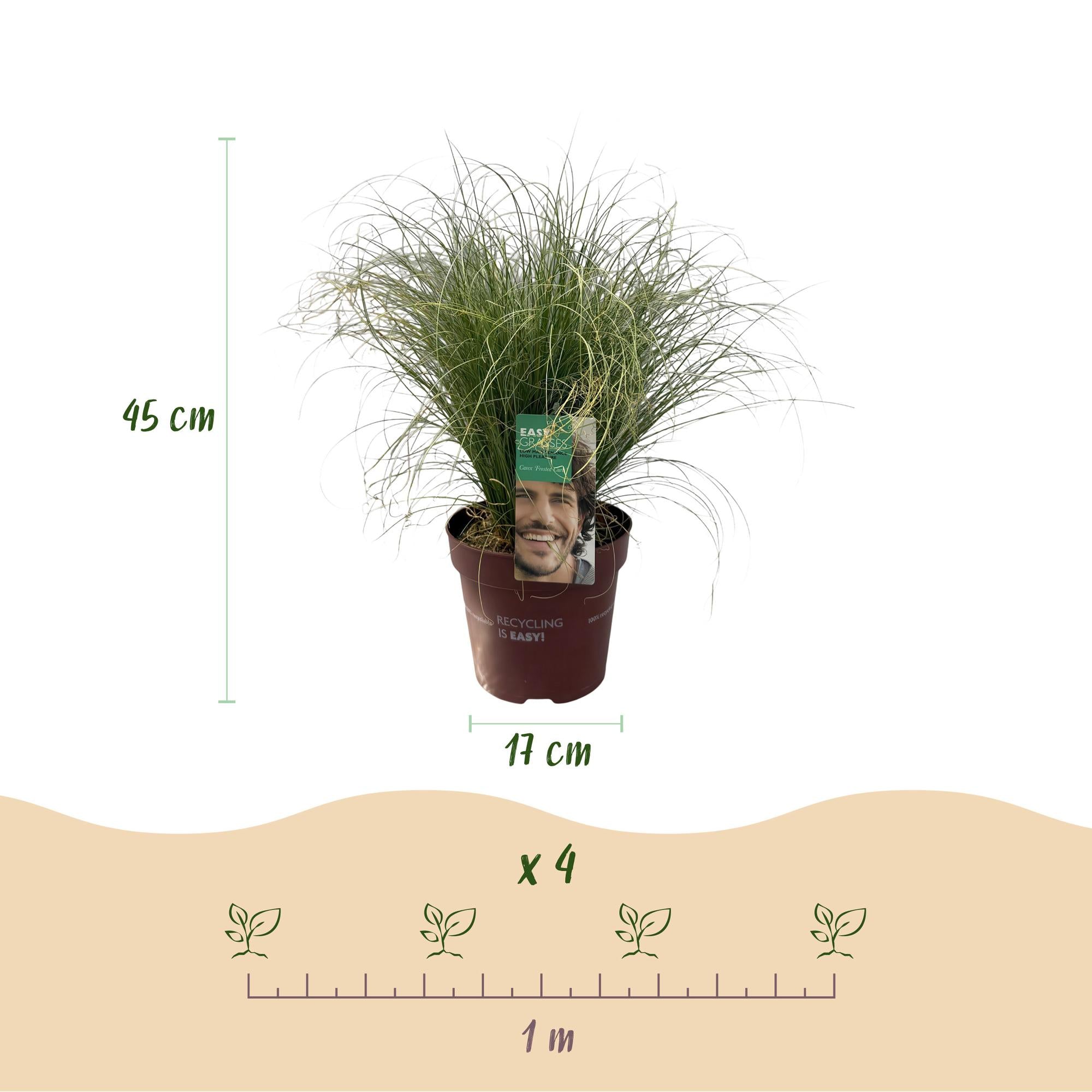 4x Japan-Segge - Carex comans Frosted Curls | 50 cm | Ø17 cm