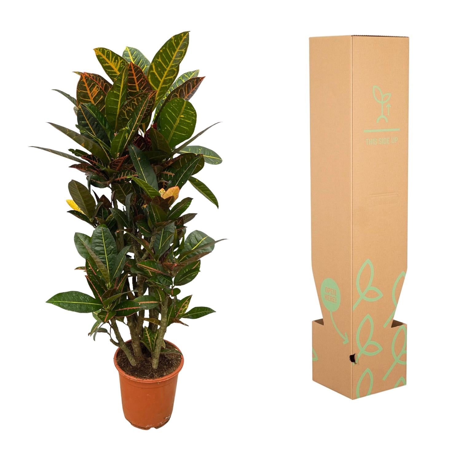 Krokodilstränenpflanze - Codiaeum (Croton) Petra | 100 cm | Ø21cm