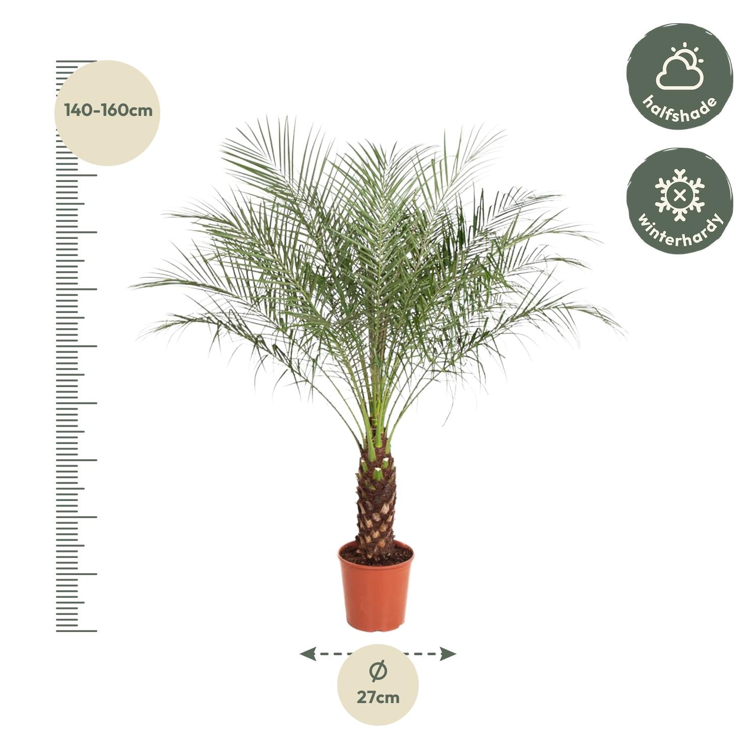 Zwerg-Dattelpalme – Phoenix Roebelenii | 160 cm | Ø27 cm