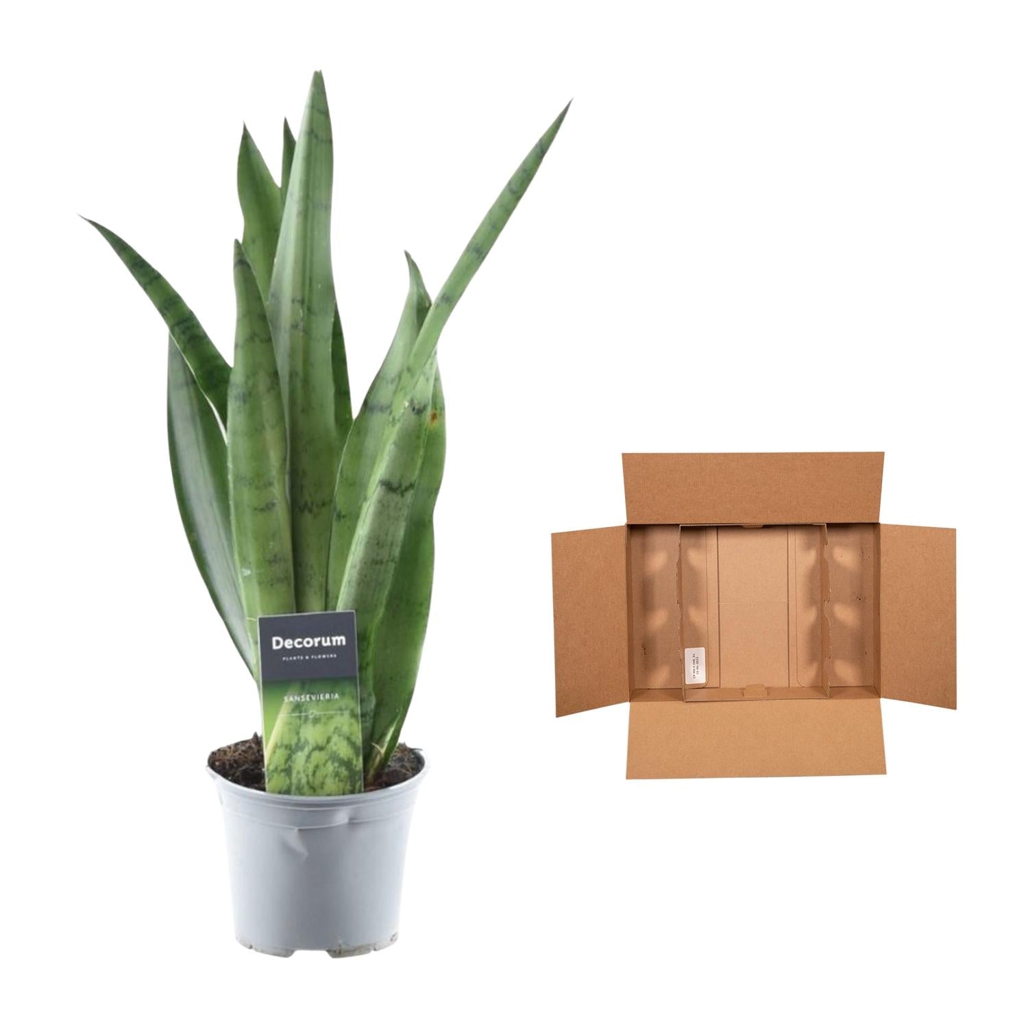 Schlangenpflanze - Sansevieria Spearmint | 45 cm | Ø12