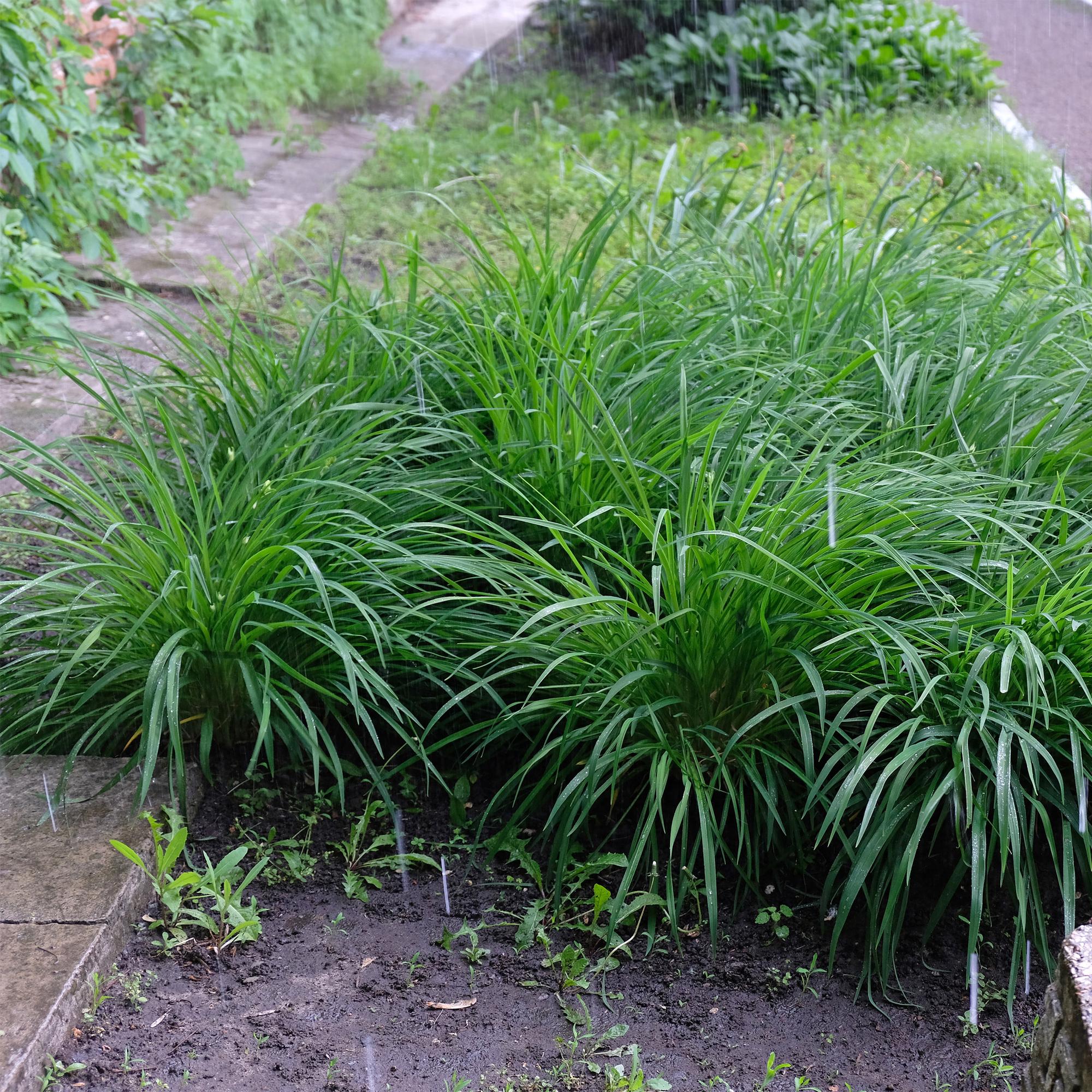 4x Japan-Segge - Carex morrowii Irish Green | 50 cm | Ø17 cm
