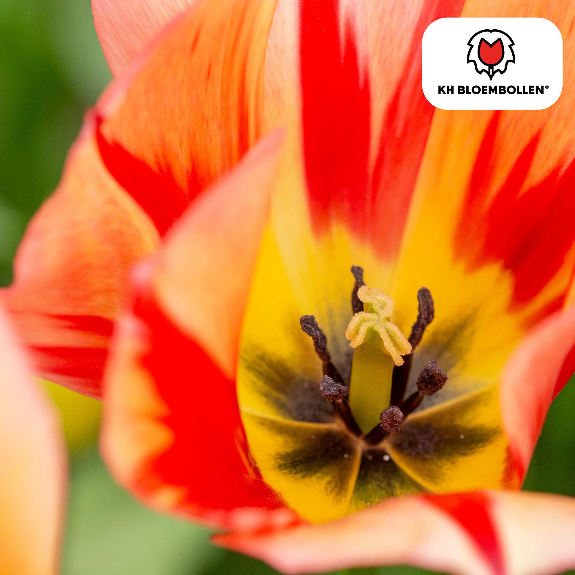 Tulpe Spring Break – Tulipa Spring Break | ca. 45–55 cm | 20 Zwiebeln Größe 11/12
