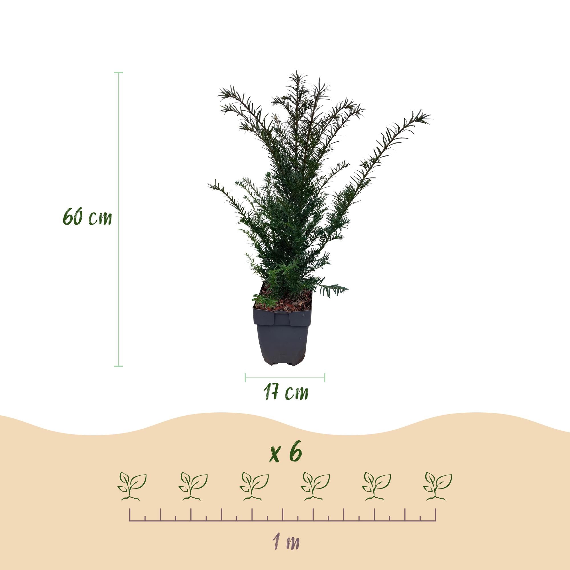 6x Europäische Eibe - Taxus baccata | 6 Pflanzen - 1 laufender Meter | Topf 17cm - Höhe 60cm