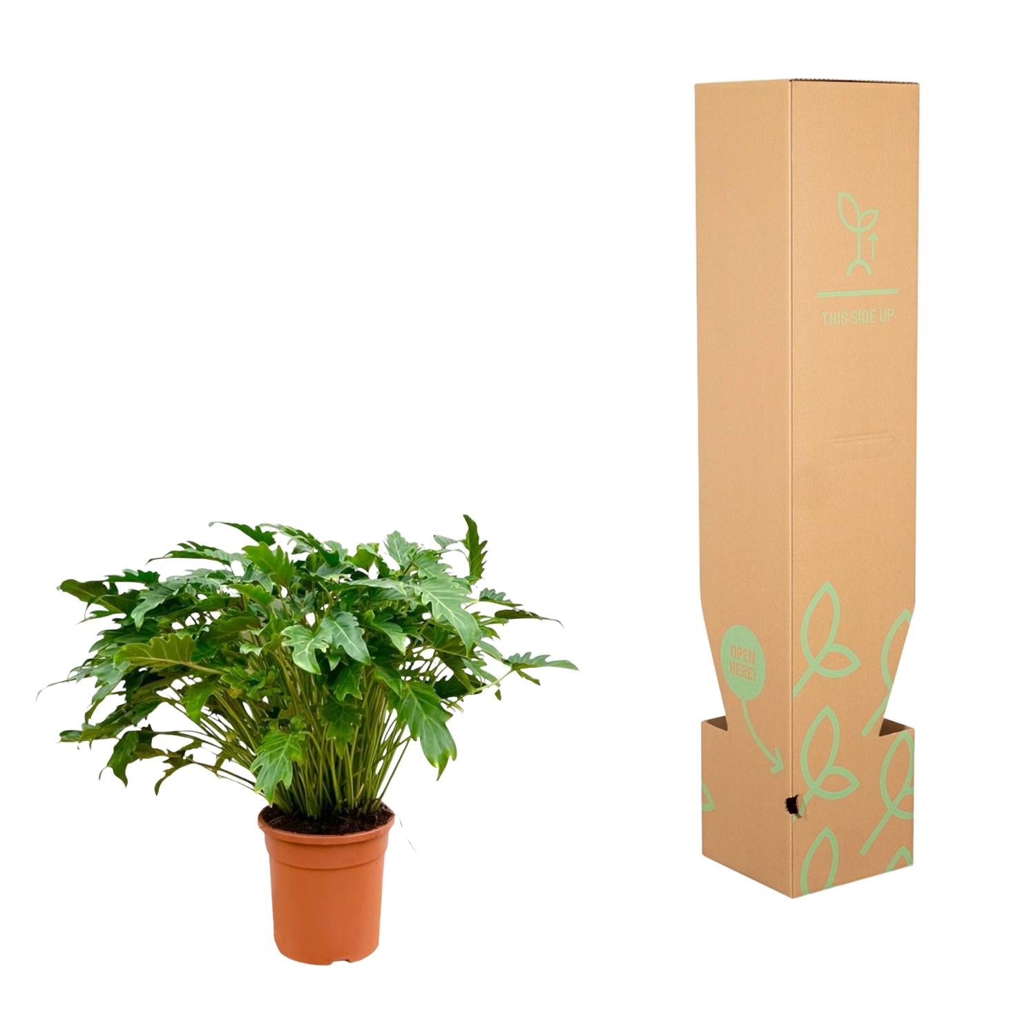 Philodendron Xanadu - Philodendron | 80 cm | Ø27 cm
