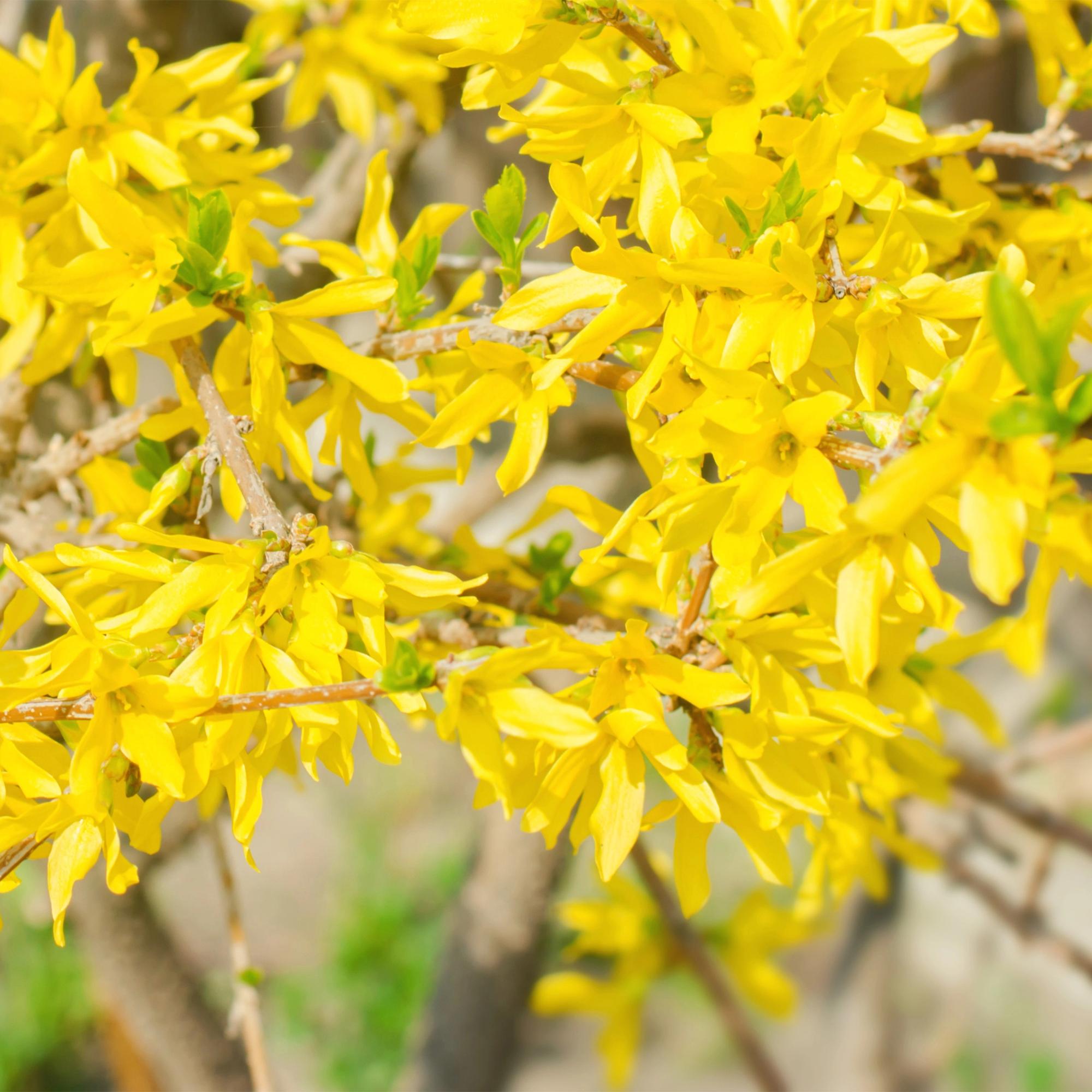 Goldrausch - Forsythia intermedia | Topf 17cm Höhe 45cm