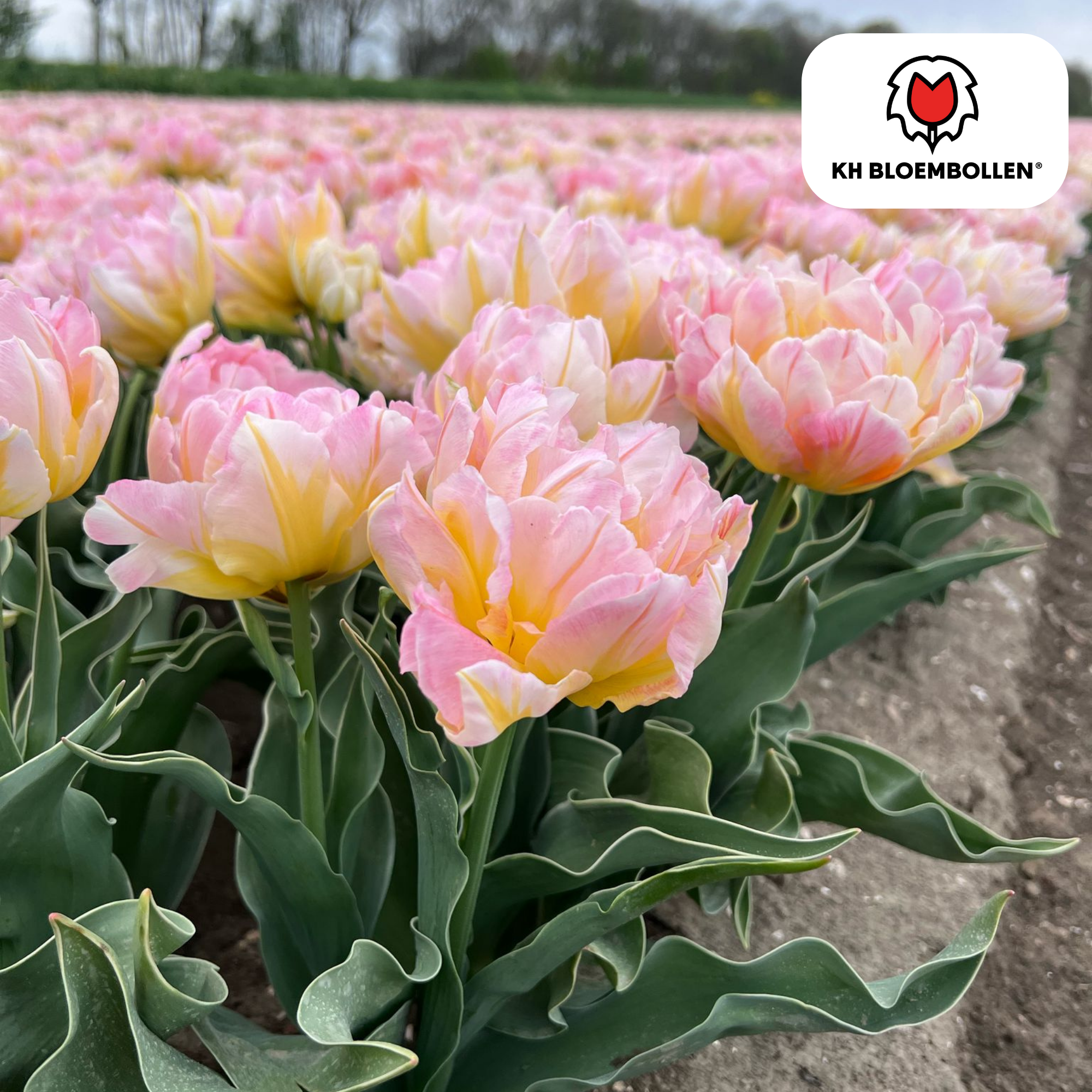 Tulpe Password – Tulipa Password | ca. 40–50 cm | 20 Zwiebeln Größe 11/12