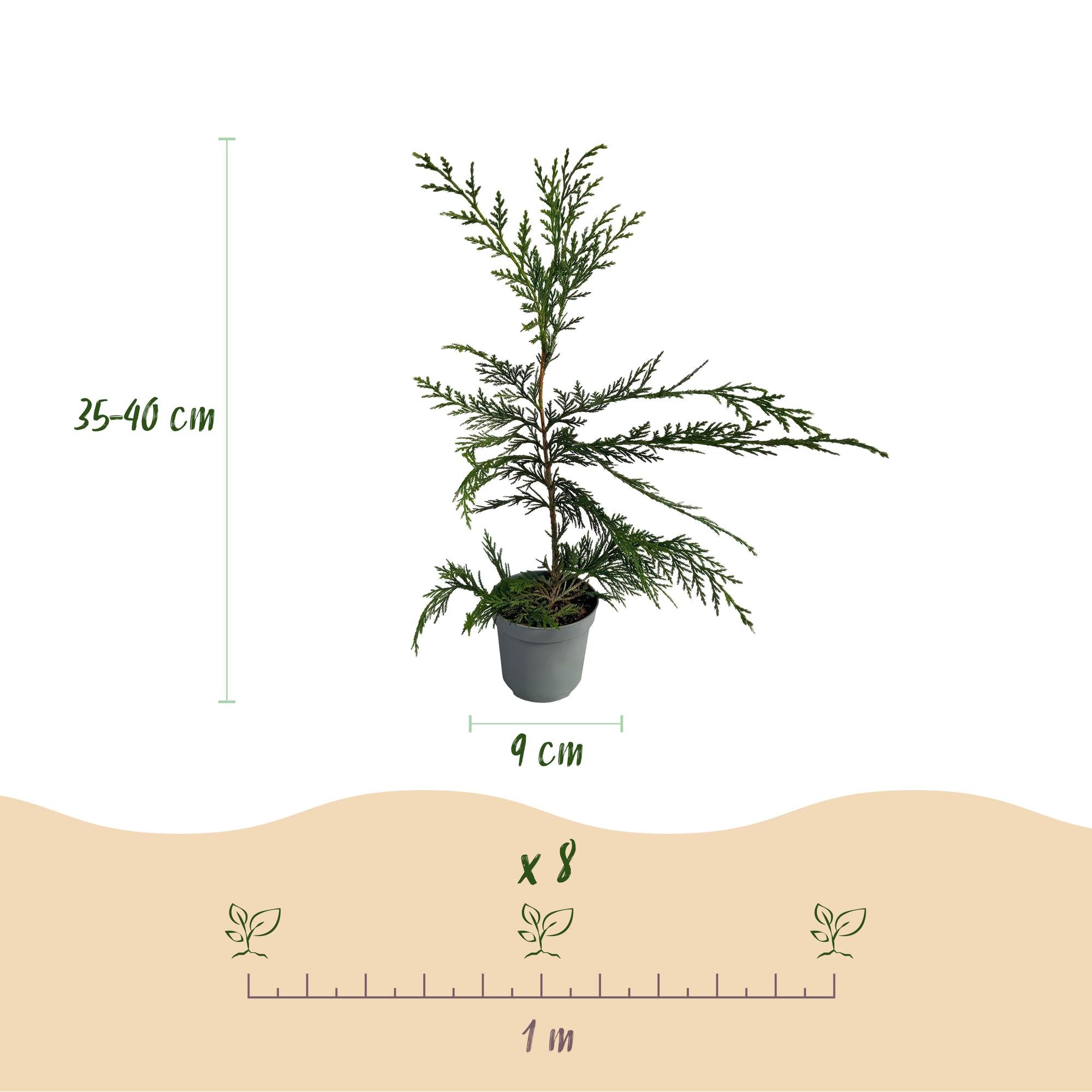 8x Leyland-Zypresse - Cupressocyparis leylandii | 8 Pflanzen - 1 laufender Meter | Topf 9cm - Höhe 35-40cm