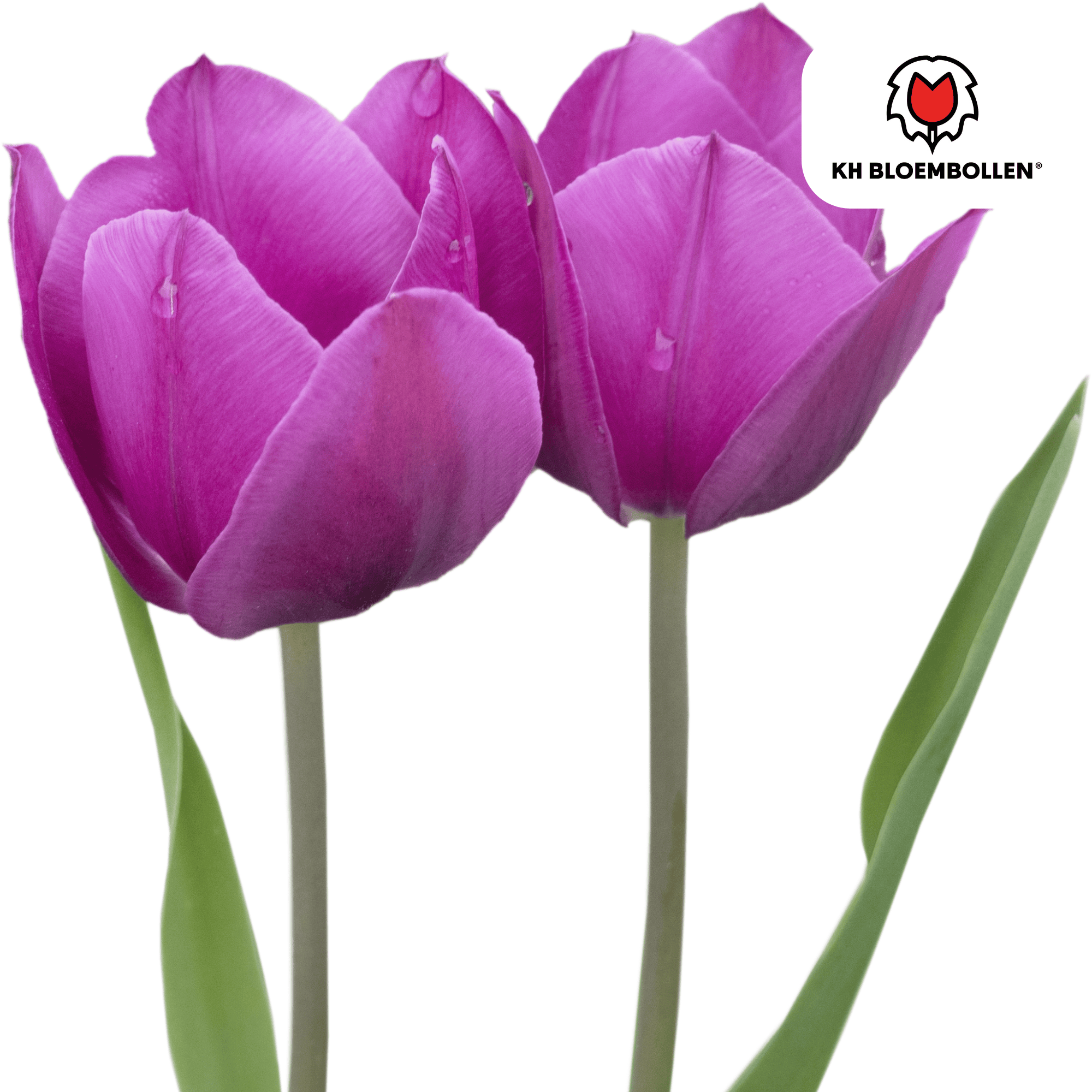 Tulpenzwiebeln – Purple Prince | 20 Stück | Zwiebelgröße 11/12