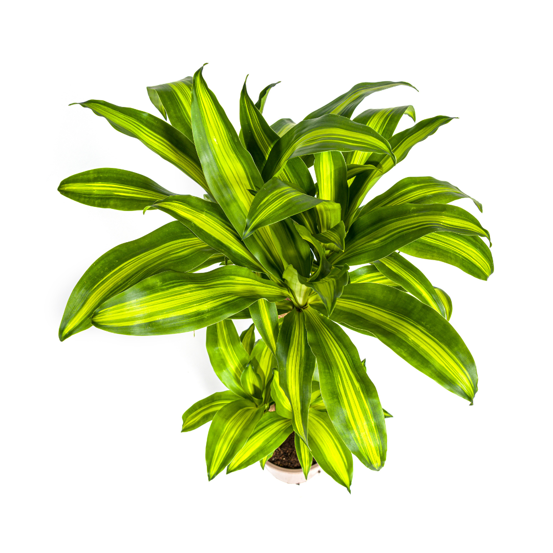 Duftender Drachenbaum - Dracaena Fragrans Massangeana | 90 - 110cm | Ø21cm