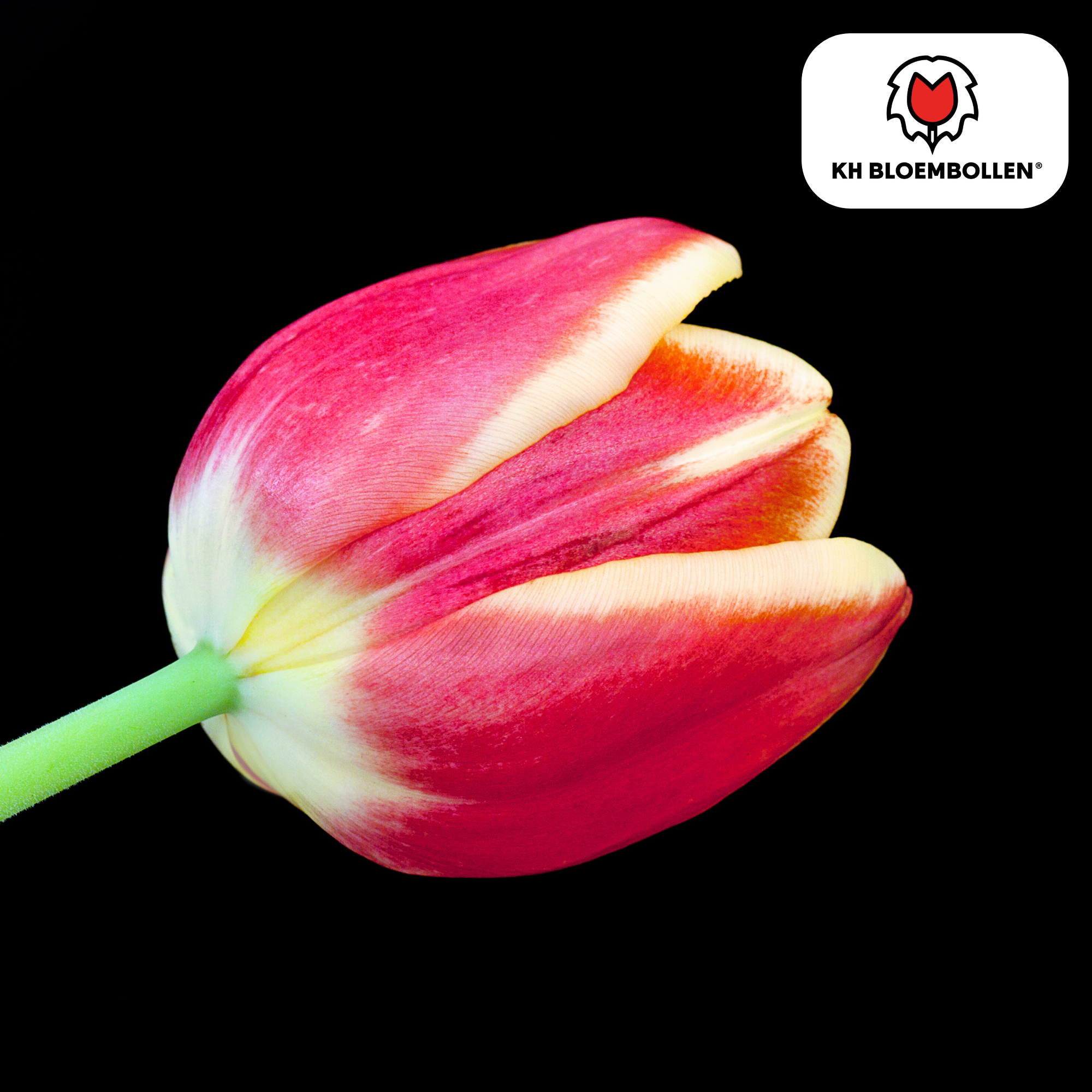 Tulpe Dow Jones – Tulipa Dow Jones | ca. 45–55 cm | 20 Zwiebeln Größe 11/12
