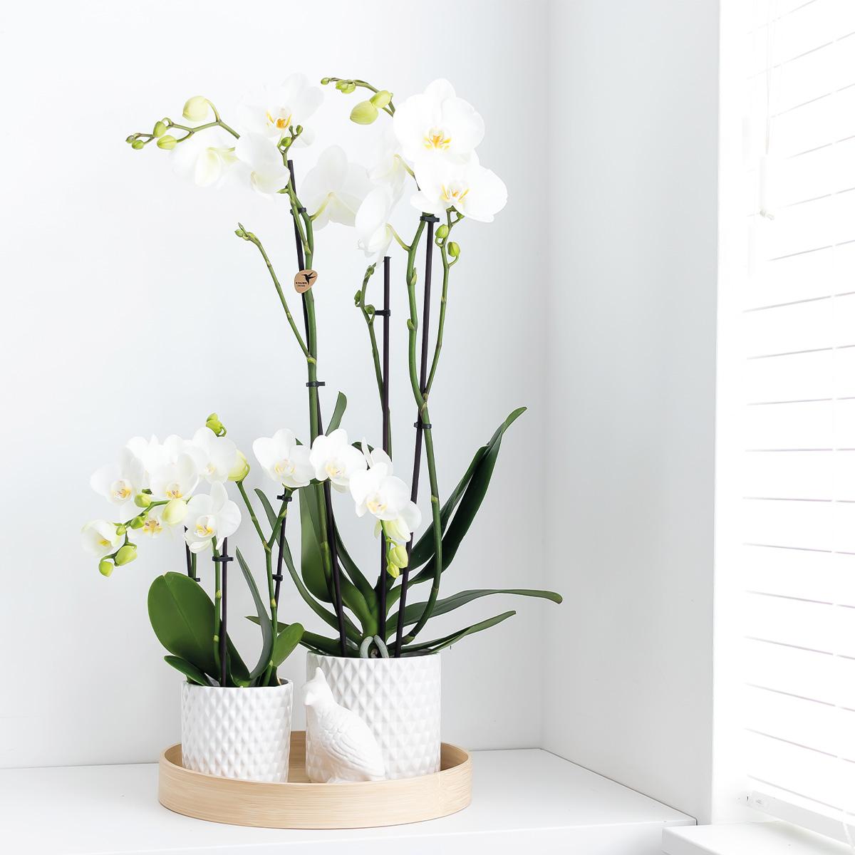 Weiße Phalaenopsis-Orchidee - Dame Blanche - Topfgröße Ø12cm | blühende Zimmerpflanze - frisch vom Züchter