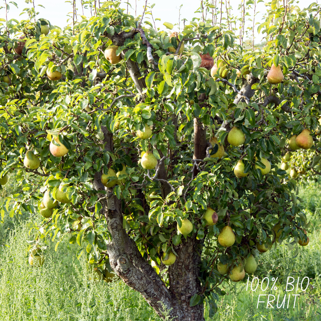 Birnenbaum – Pyrus communis | 60 cm | Ø20 cm