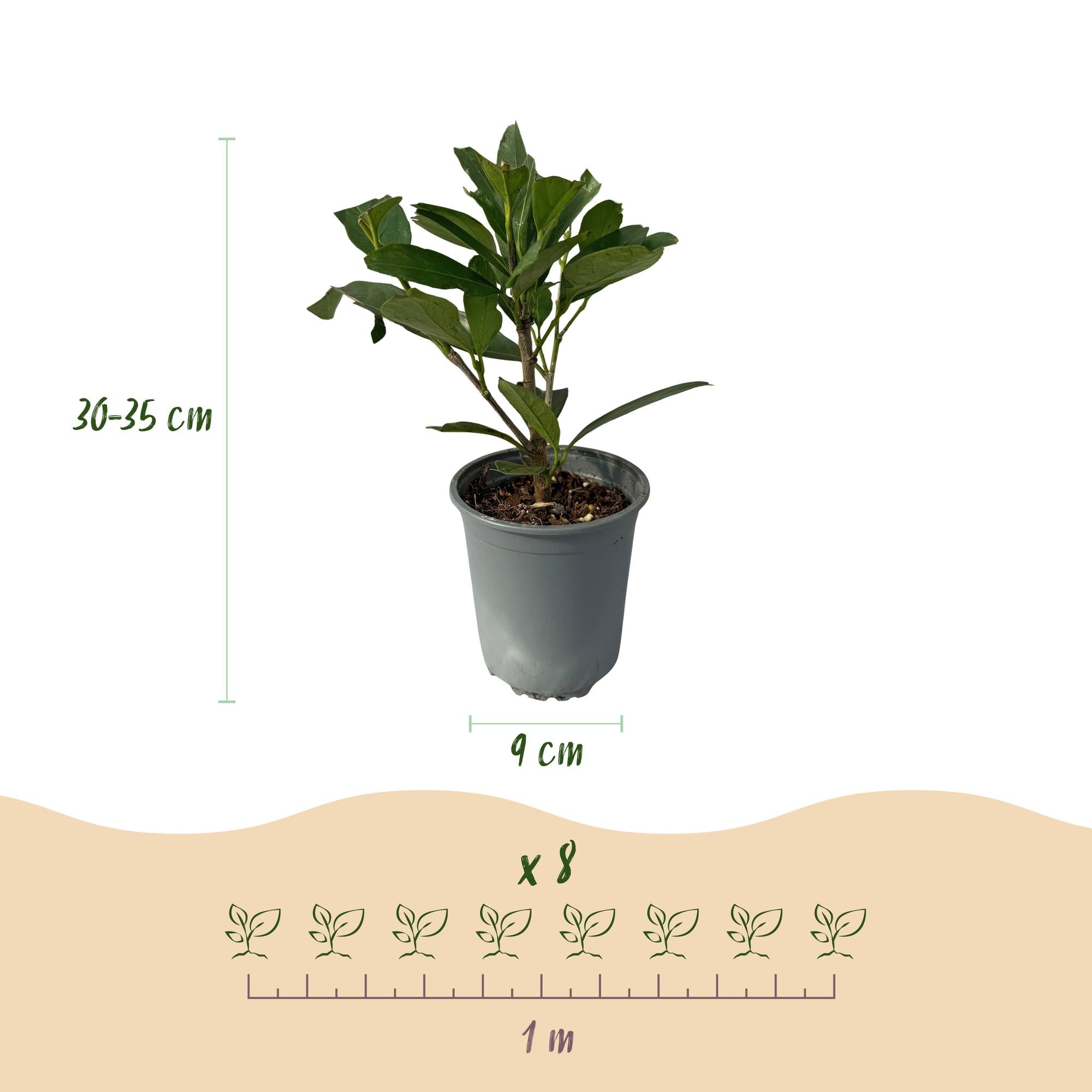 8x Kaukasischer Kirschlorbeer - Prunus laurocerasus Caucasica | 8 Pflanzen - 1 laufenden Meter | Topf 9cm Höhe - 30-35cm