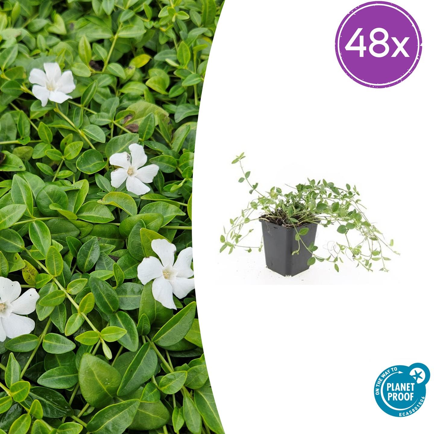 48x Kleinblütiges Immergrün - Vinca minor 'Gertrude Jekyll' | 10-25 cm | Ø9 cm