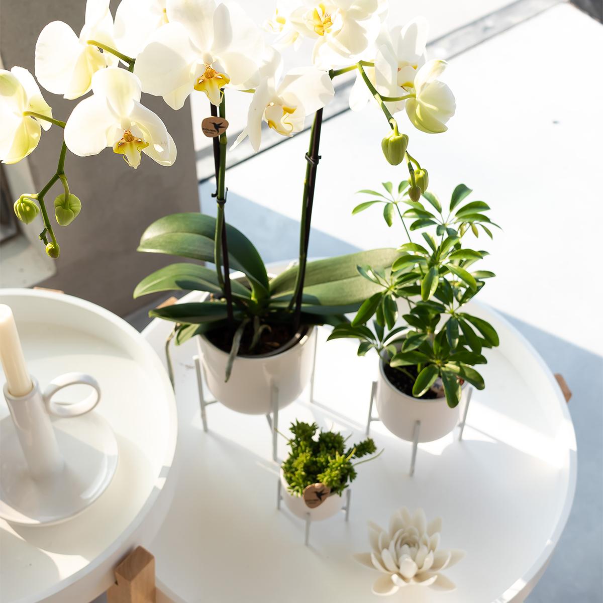 Weiße Phalaenopsis-Orchidee - Dame Blanche - Topfgröße Ø12cm | blühende Zimmerpflanze - frisch vom Züchter
