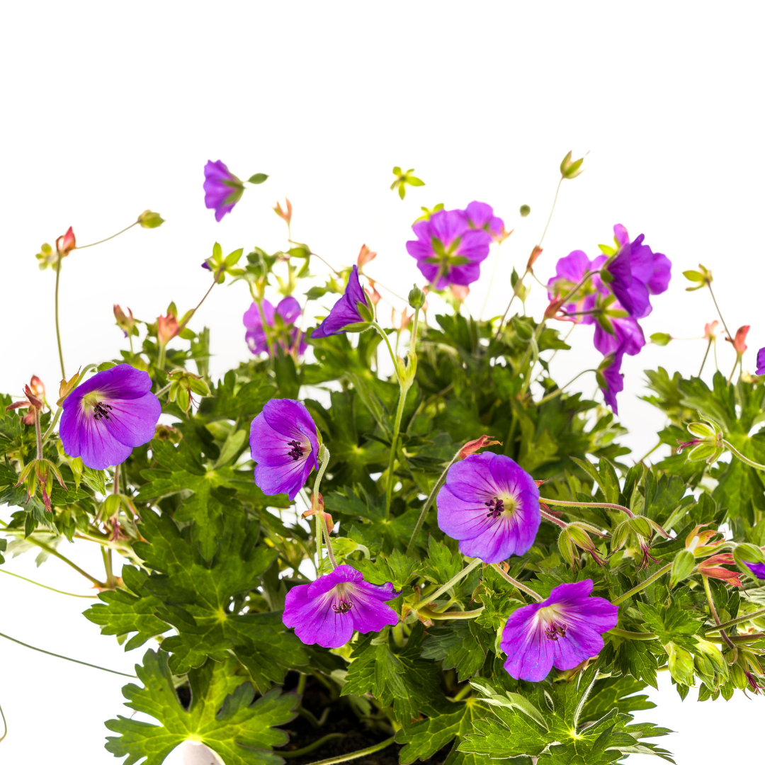 Rosannas Storchschnabel - Geranium Rozanne Purple | ↕20-30 cm | Ø19 cm