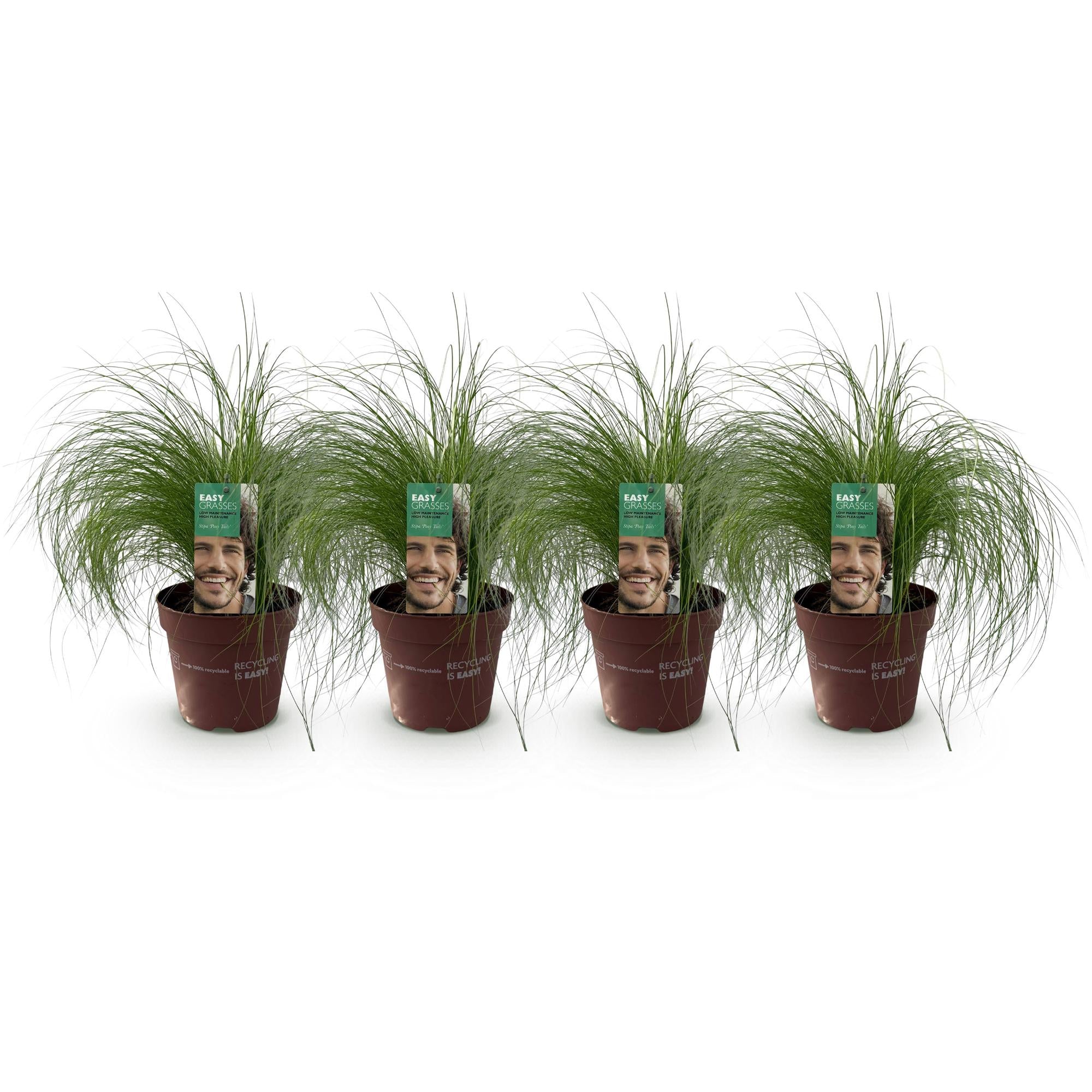 4x Federgras - Stipa tenuissima Pony Tails | 50 cm | Ø17 cm
