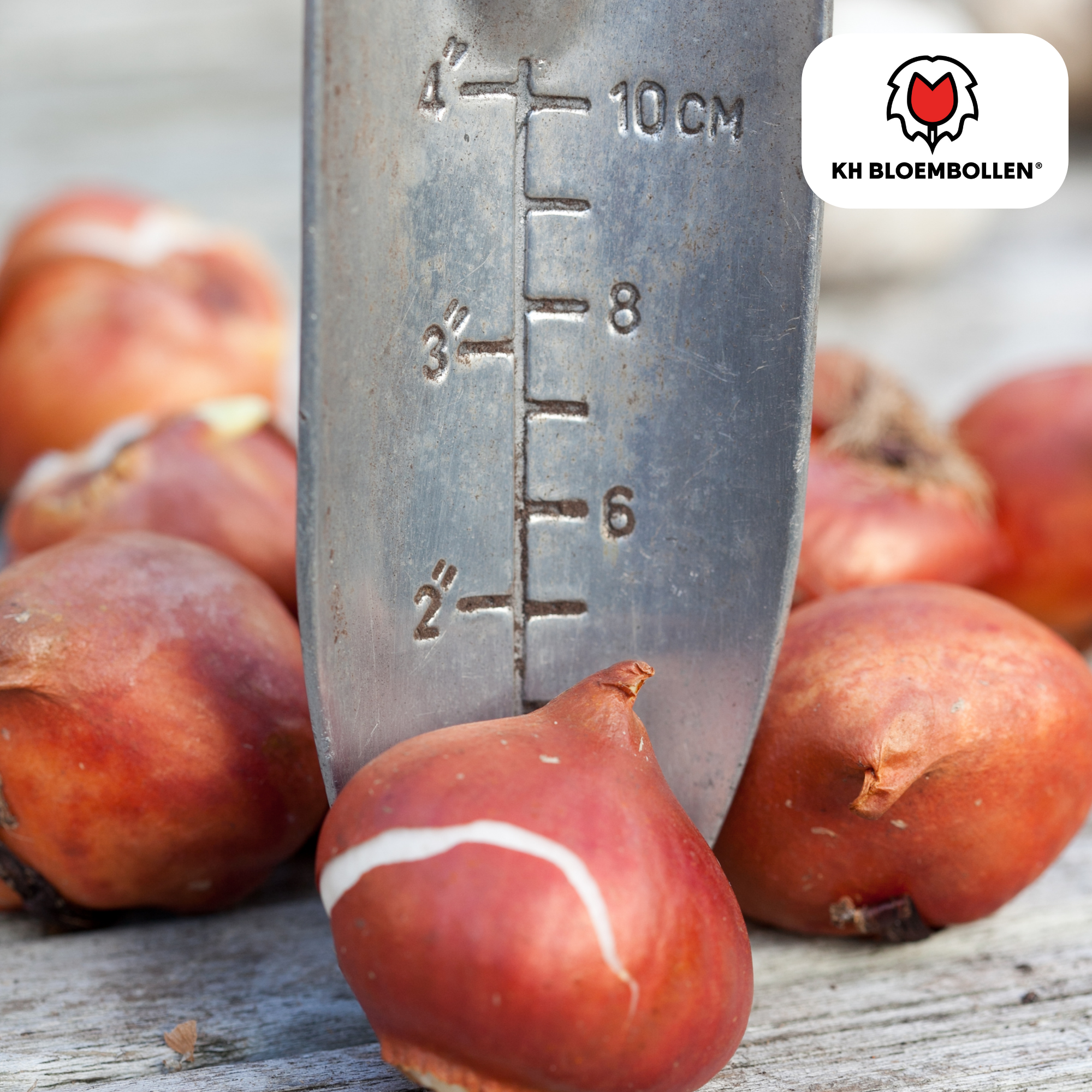 Tulpenzwiebeln – Honeymoon | 20 Stück | Zwiebelgröße 11/12
