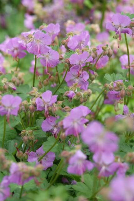 24x Kantabrischer Storchschnabel - Geranium cant. 'Cambridge' | 10-25cm | Ø9cm