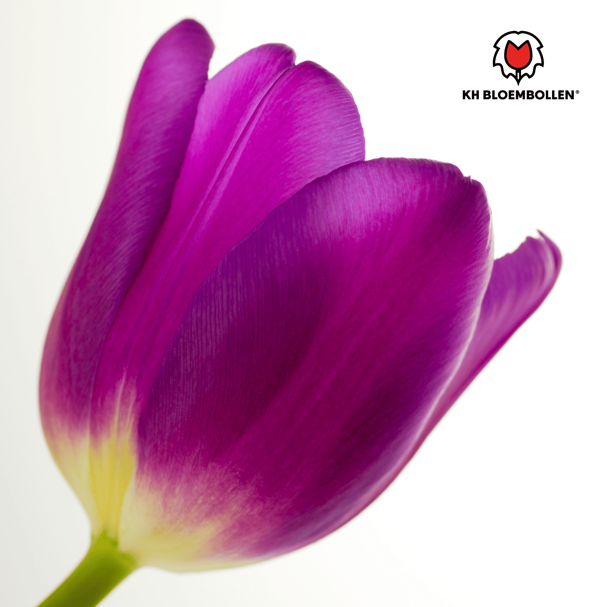 Tulpenzwiebeln – Purple Prince | 20 Stück | Zwiebelgröße 11/12