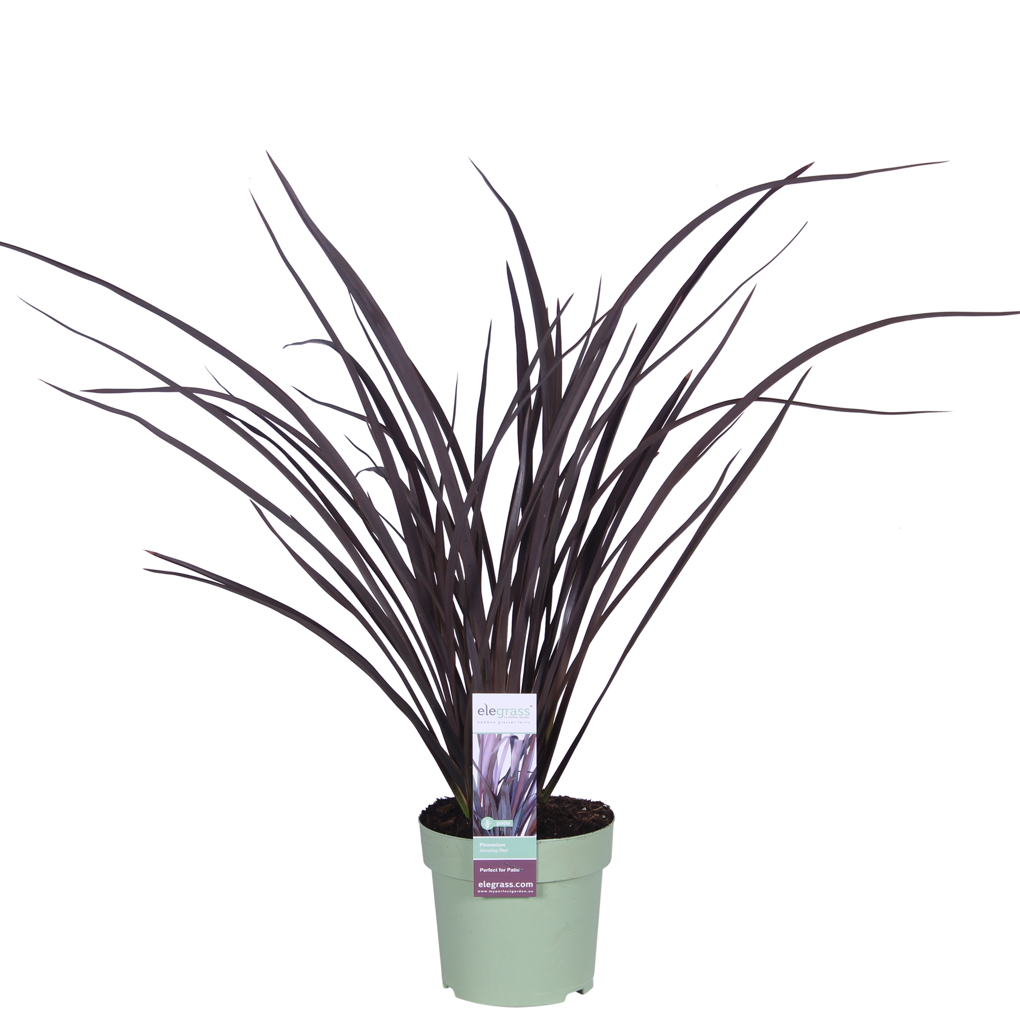 Neuseeländer Flachs – Phormium 'Rubra Nana' | 50 cm | Topfdurchmesser 14 cm
