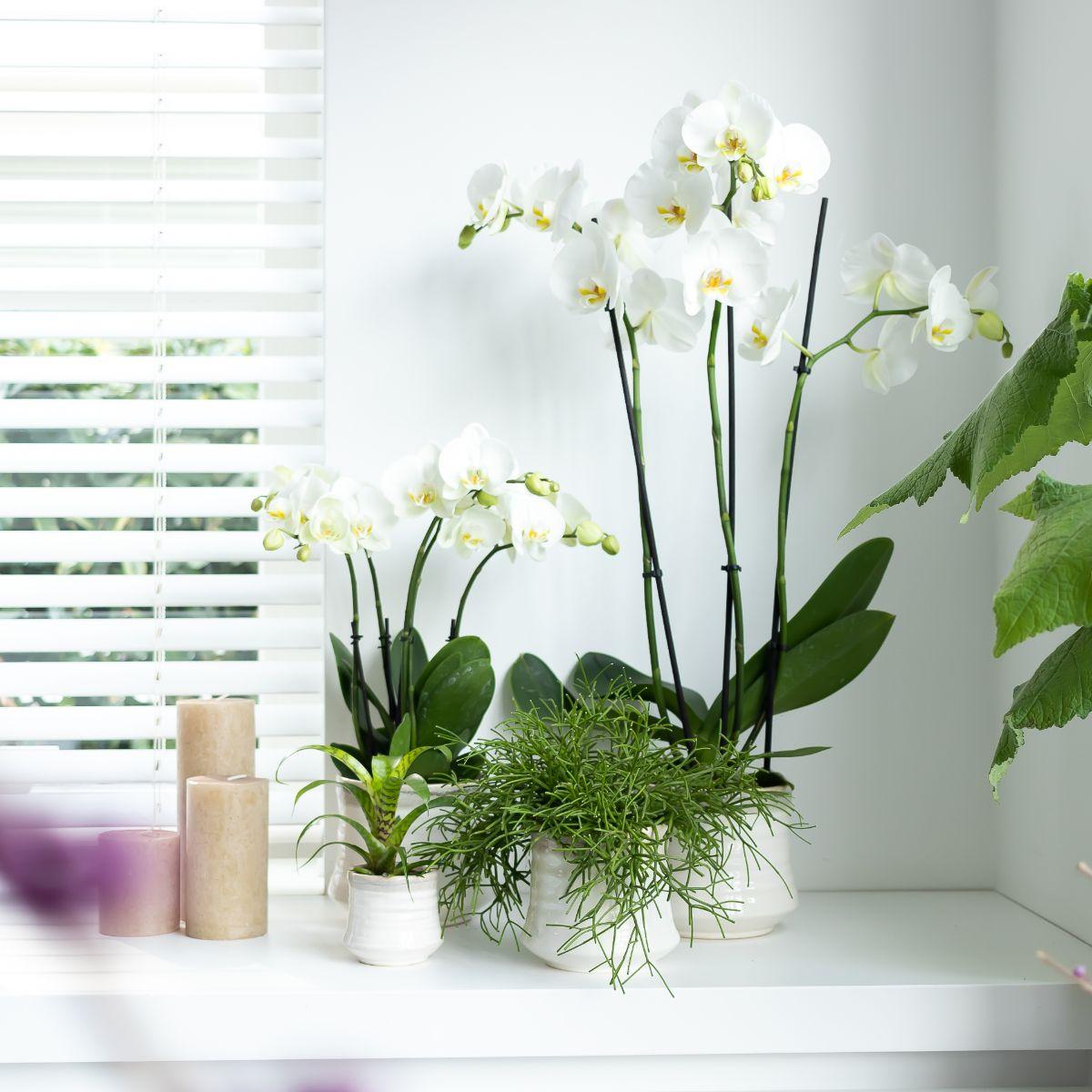 Weiße Phalaenopsis-Orchidee - Dame Blanche - Topfgröße Ø12cm | blühende Zimmerpflanze - frisch vom Züchter