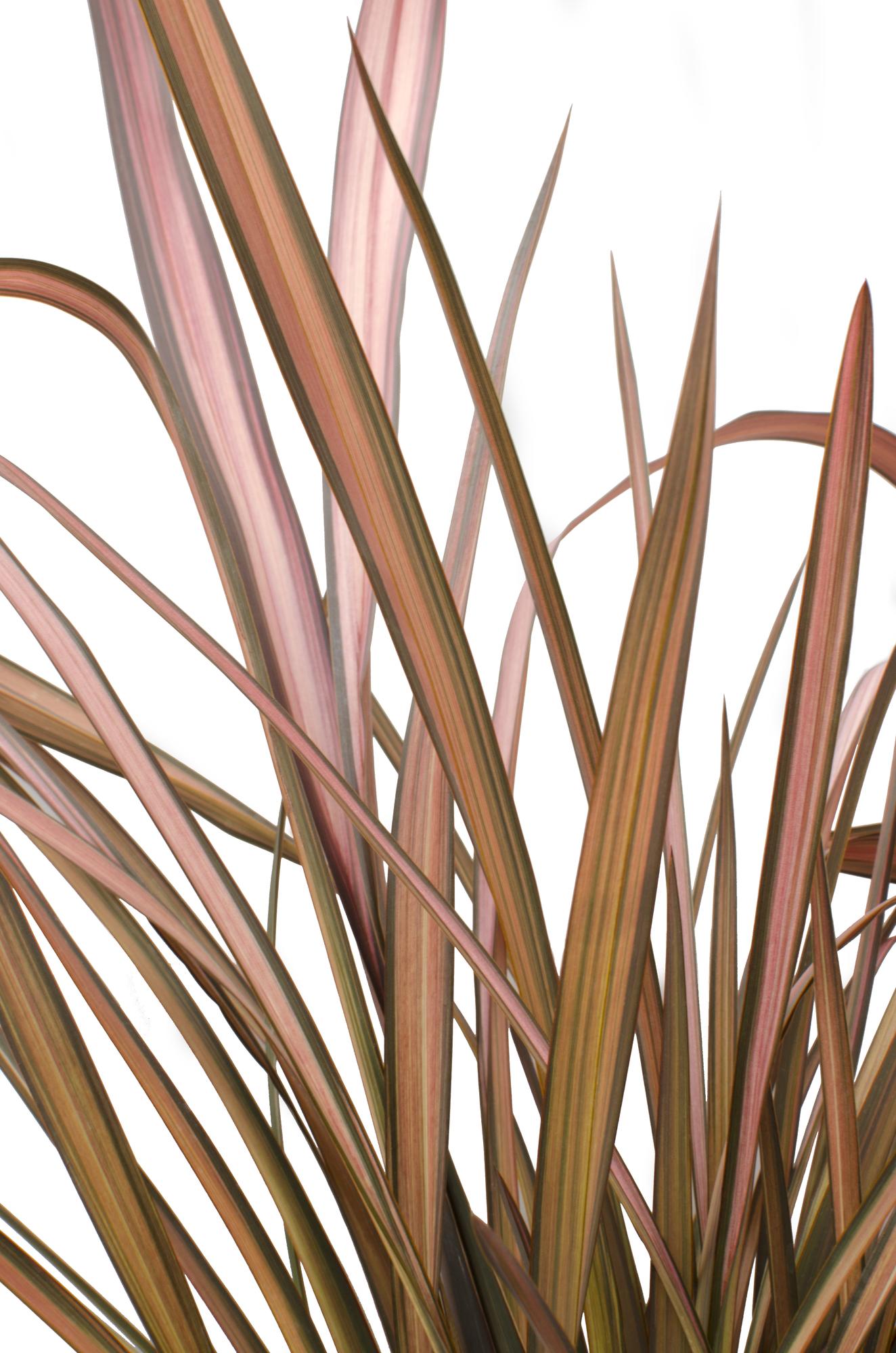 Neuseeländer Flachs – Phormium 'Pink Flamingo' | 50 cm | Topf Ø14 cm