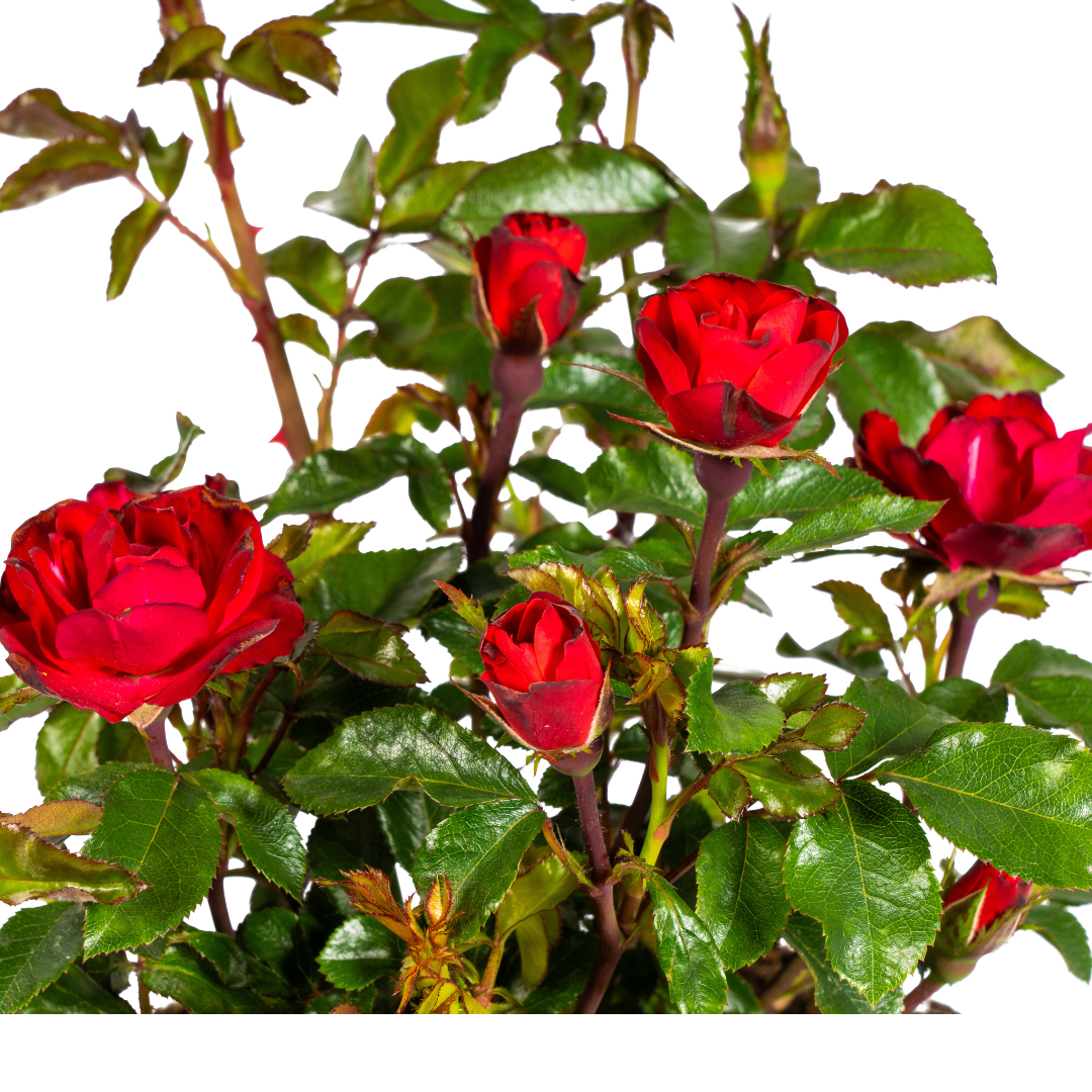 Zepeti-Rose - Rosa Zepeti | 35-40 cm | Ø19 cm