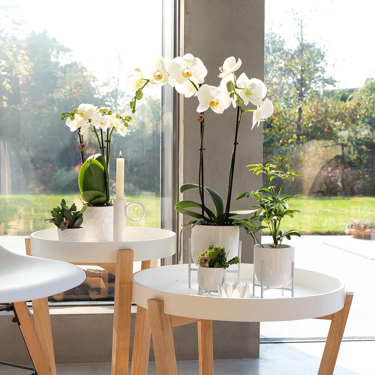 Weiße Phalaenopsis-Orchidee - Dame Blanche - Topfgröße Ø12cm | blühende Zimmerpflanze - frisch vom Züchter